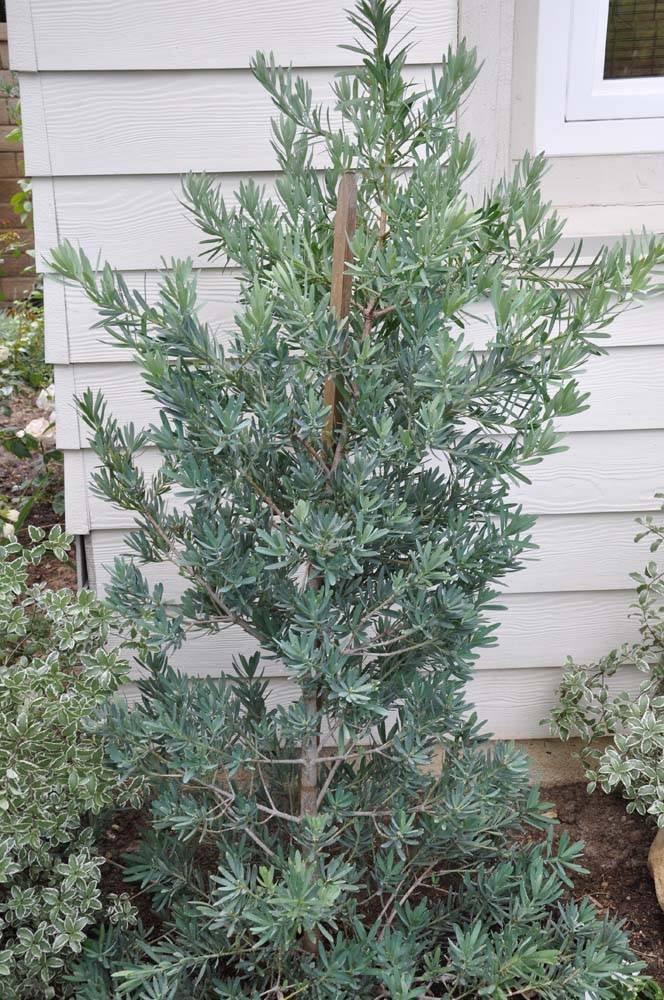 Blue Podocarpus.jpg