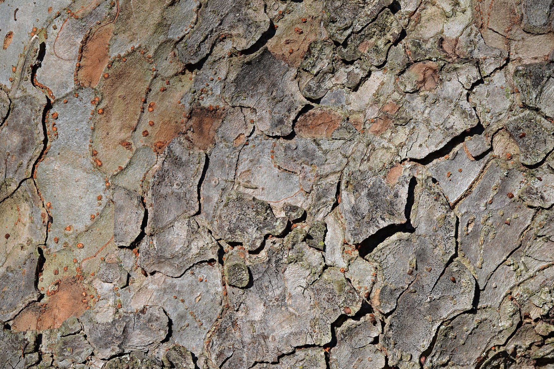 Chinese Elm Bark.jpg