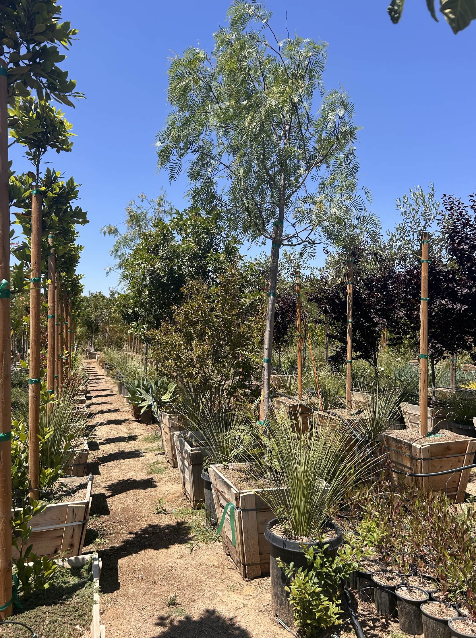 Screenshot 2025-11-24 at 9.51.14 AM.png