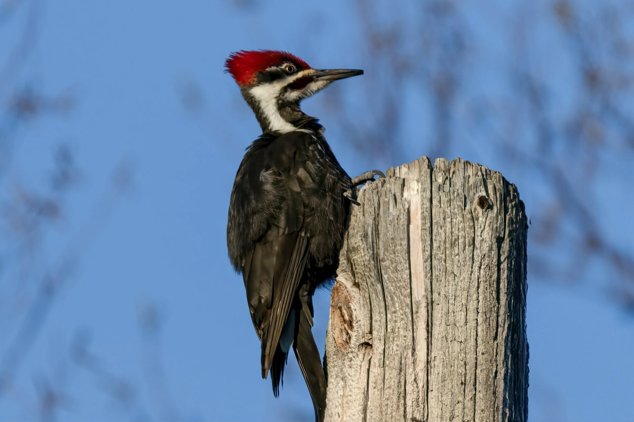 A woodpecker with a red crown, black and white body, and long beak, perched on top of a weathered wooden post against a blue sky.