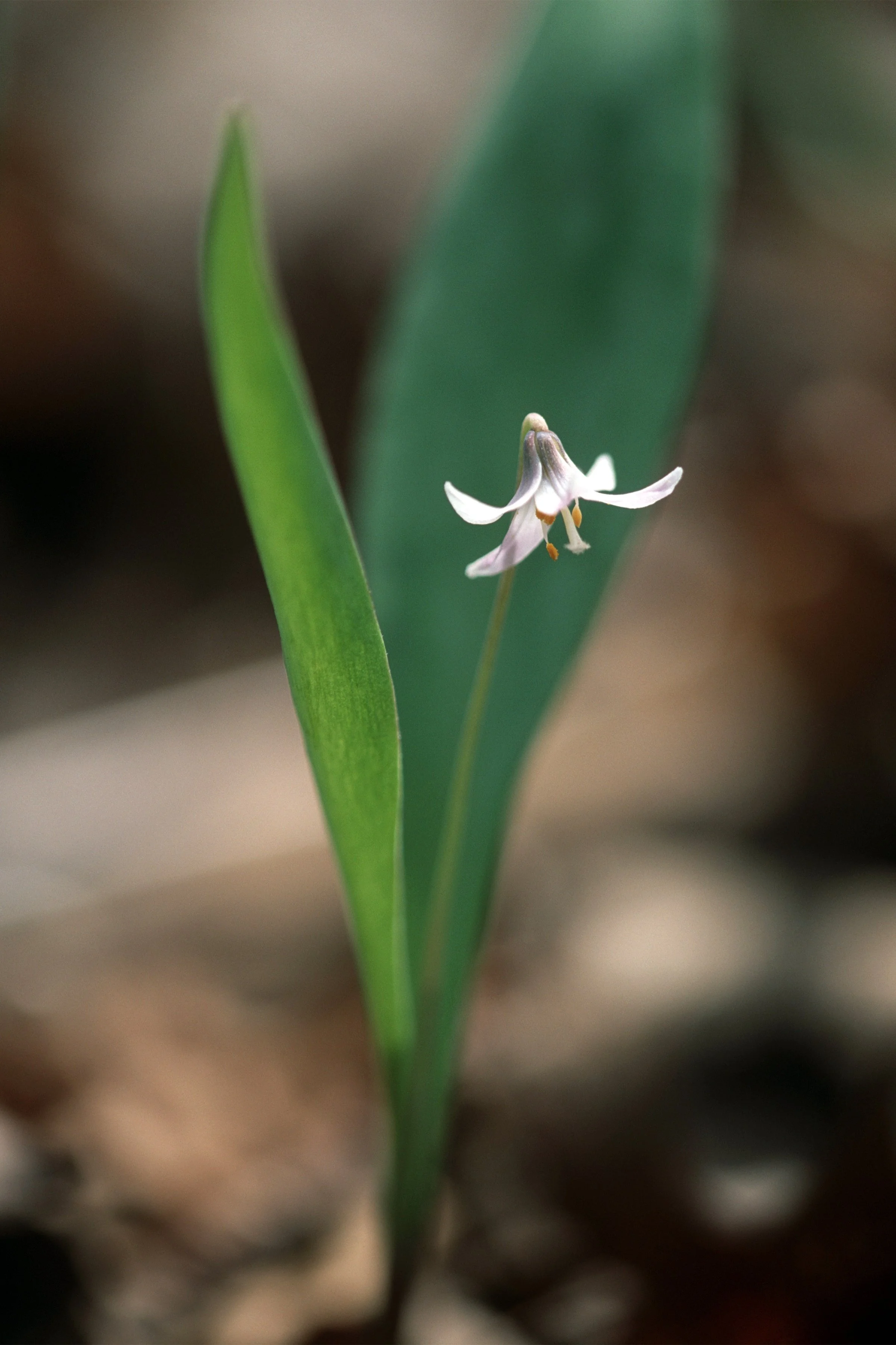 A close-up of a small white flower with curved petals and yellow stamens, growing among green leaves with a blurred background.