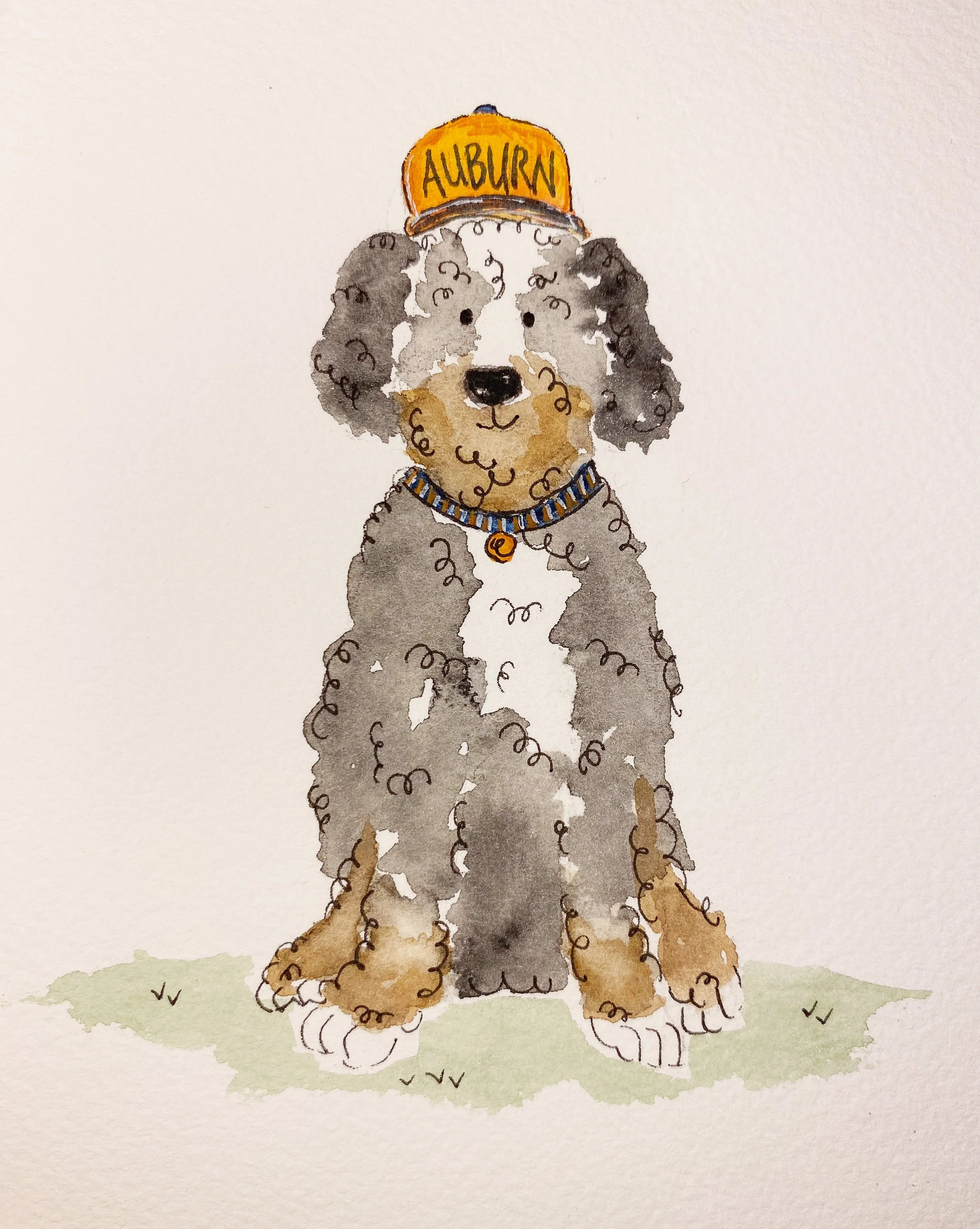 Auburn Bernedoodle