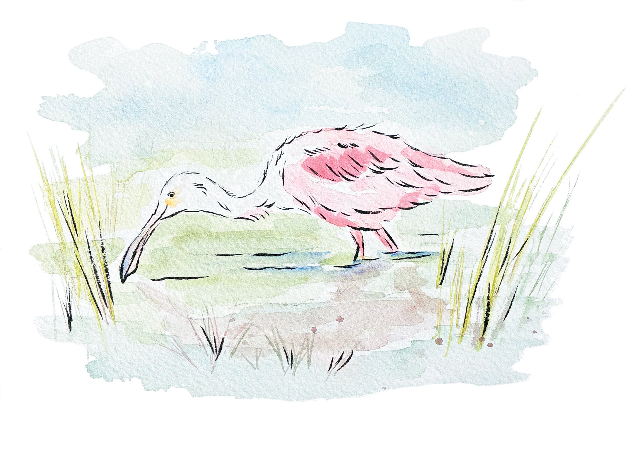 sweet pea roseate spoonbill.jpg
