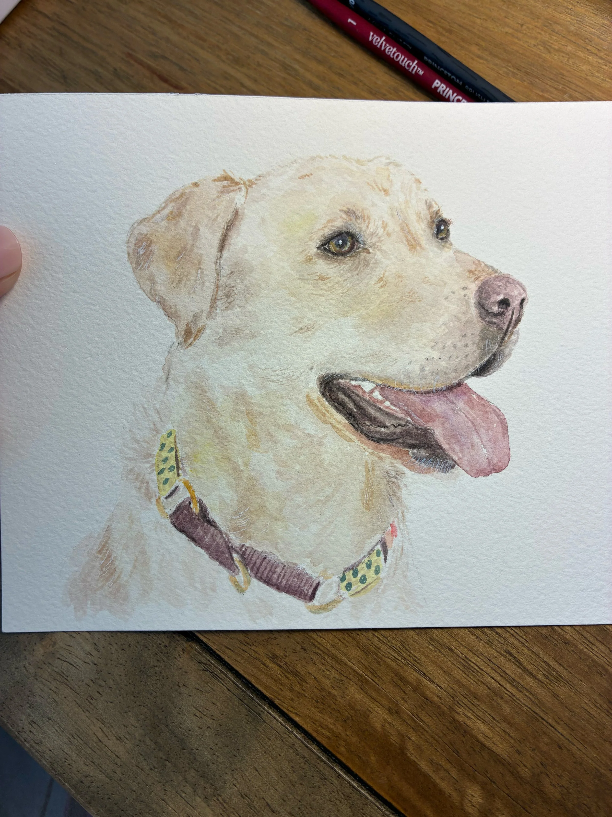 yellow lab.jpg