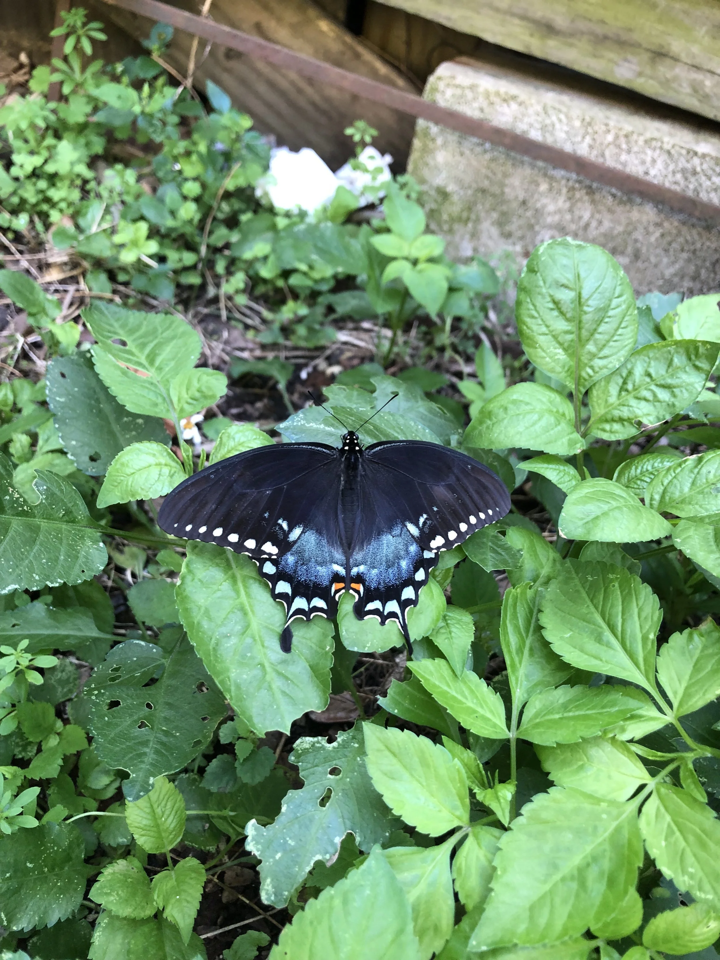 Butterly with blue markings.
