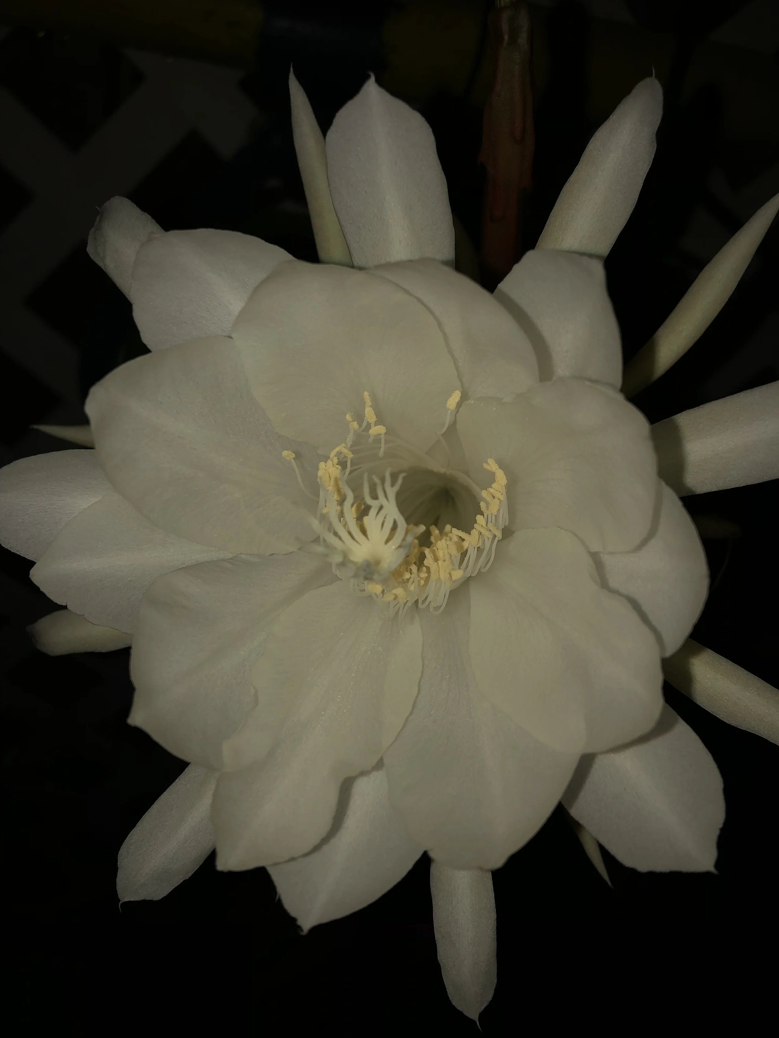 Nighblooming flower.