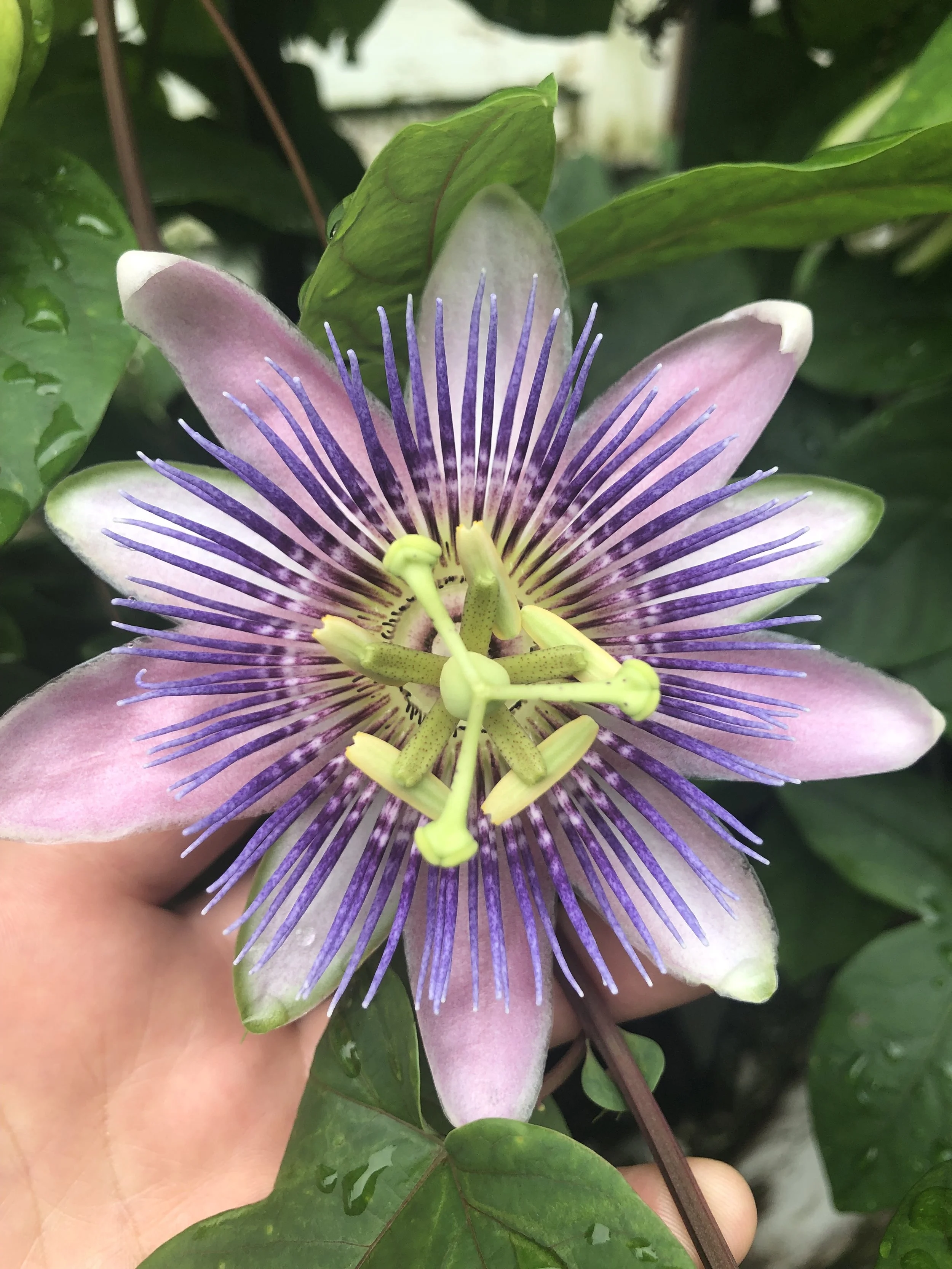 Maypop flower in Bloom