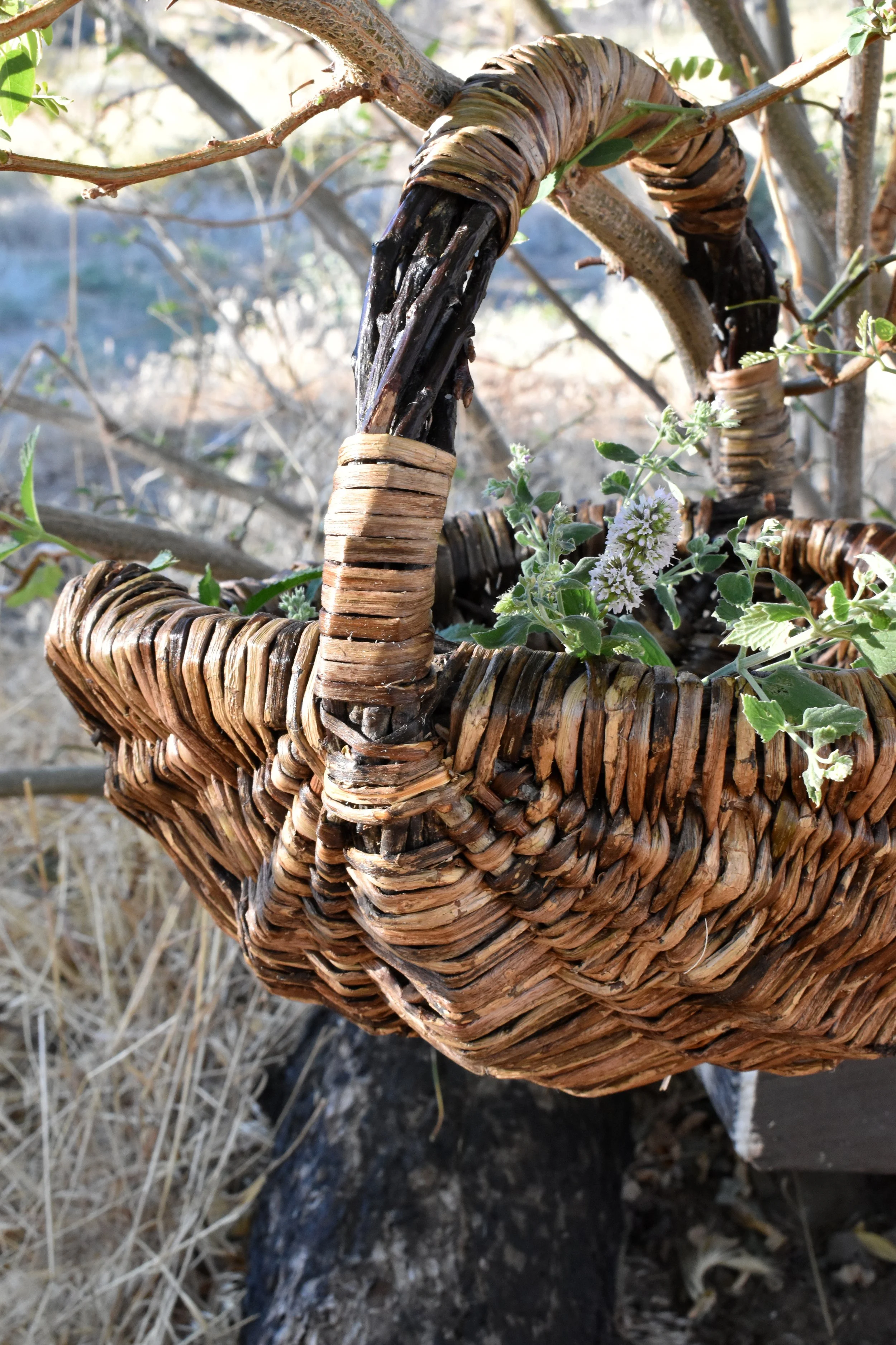 English ivy - Hedera helix