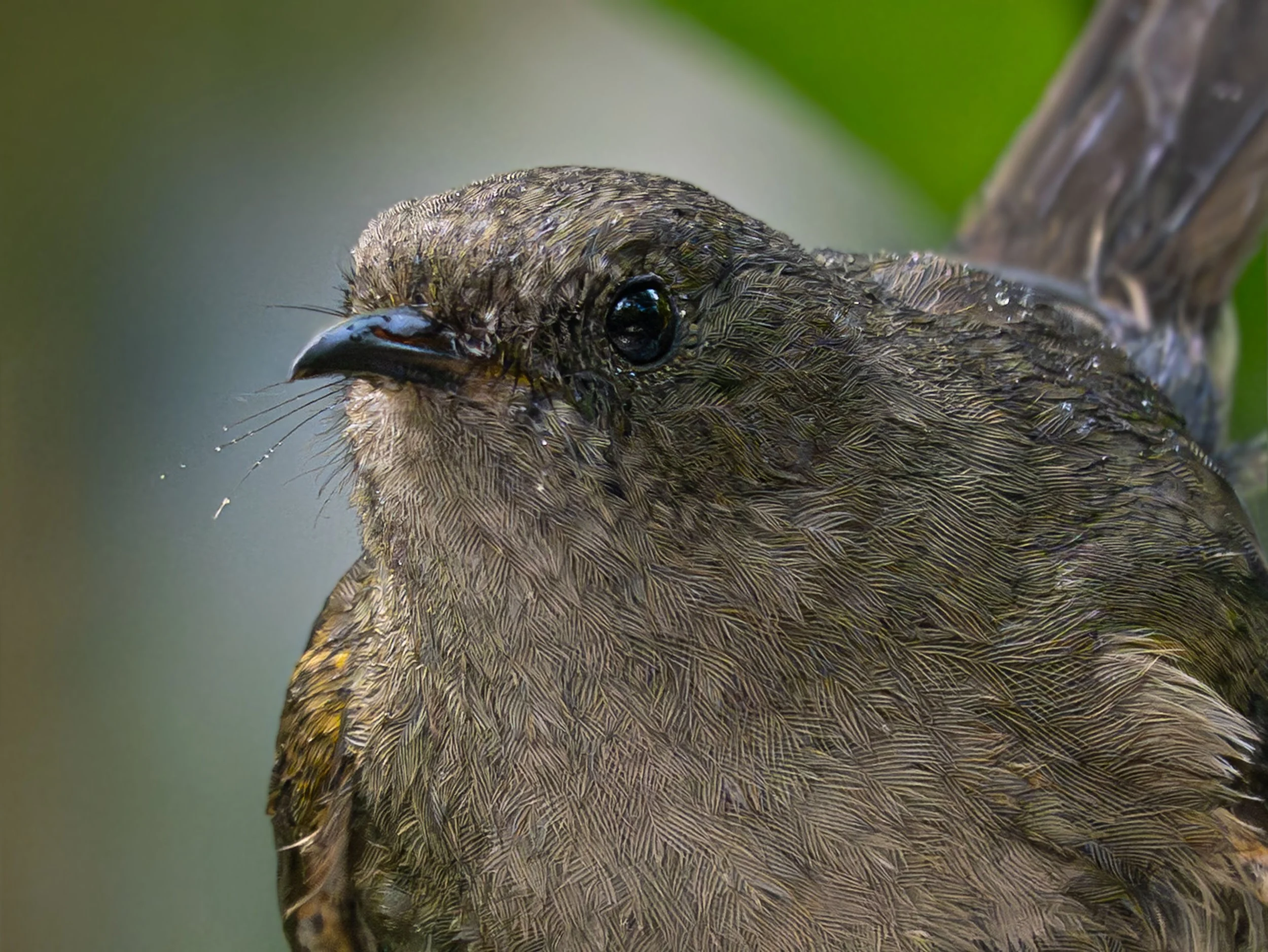 Hihi | Stitchbird (female)