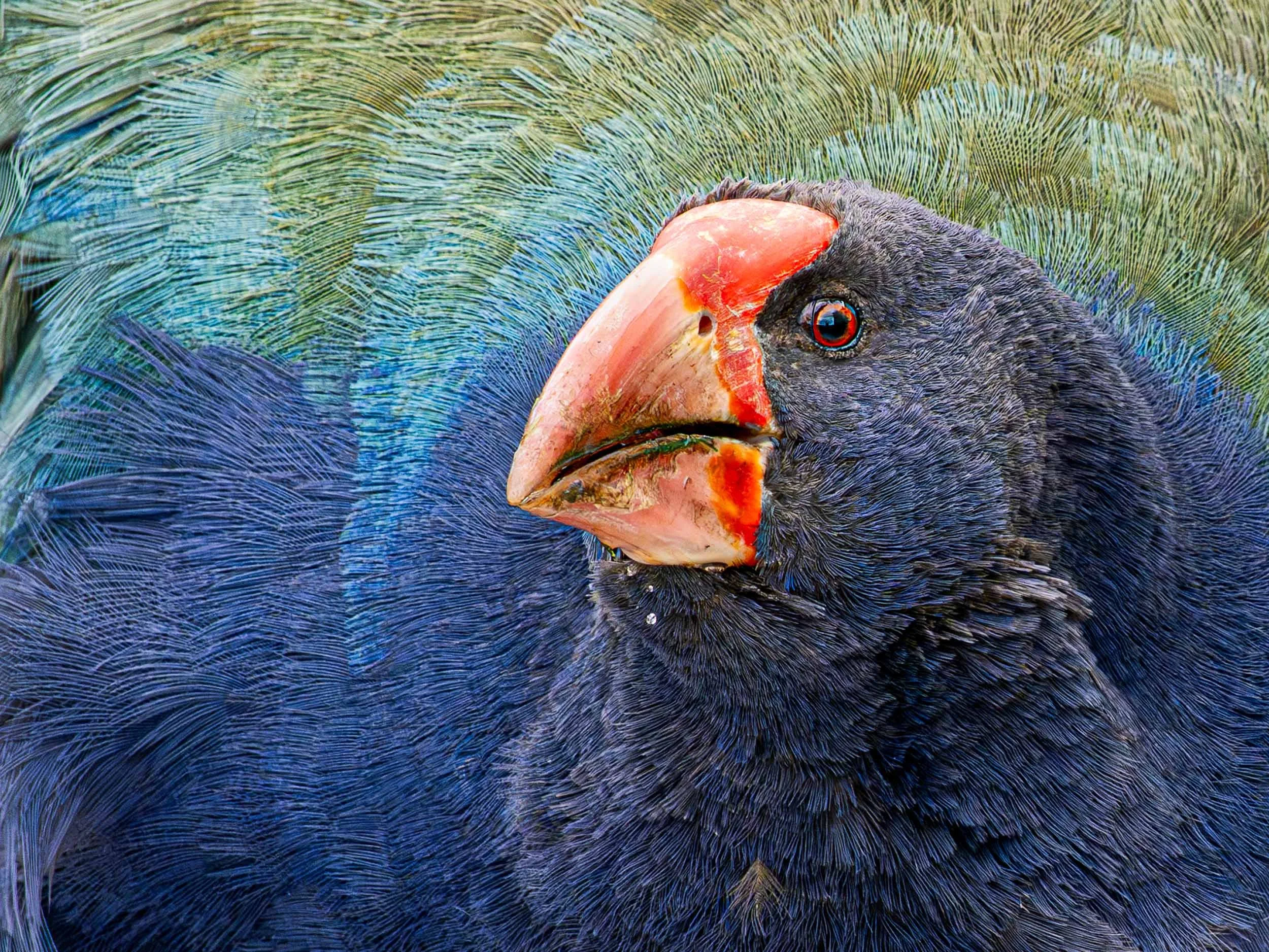 Takahē | South Island takahe