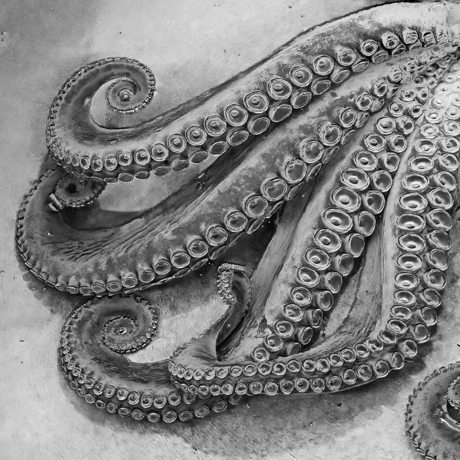 Octopus