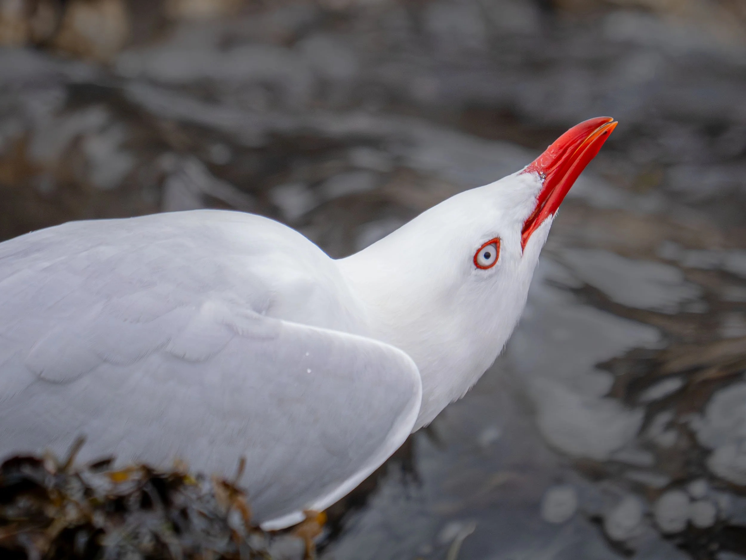 Tarāpunga | Red-billed gull