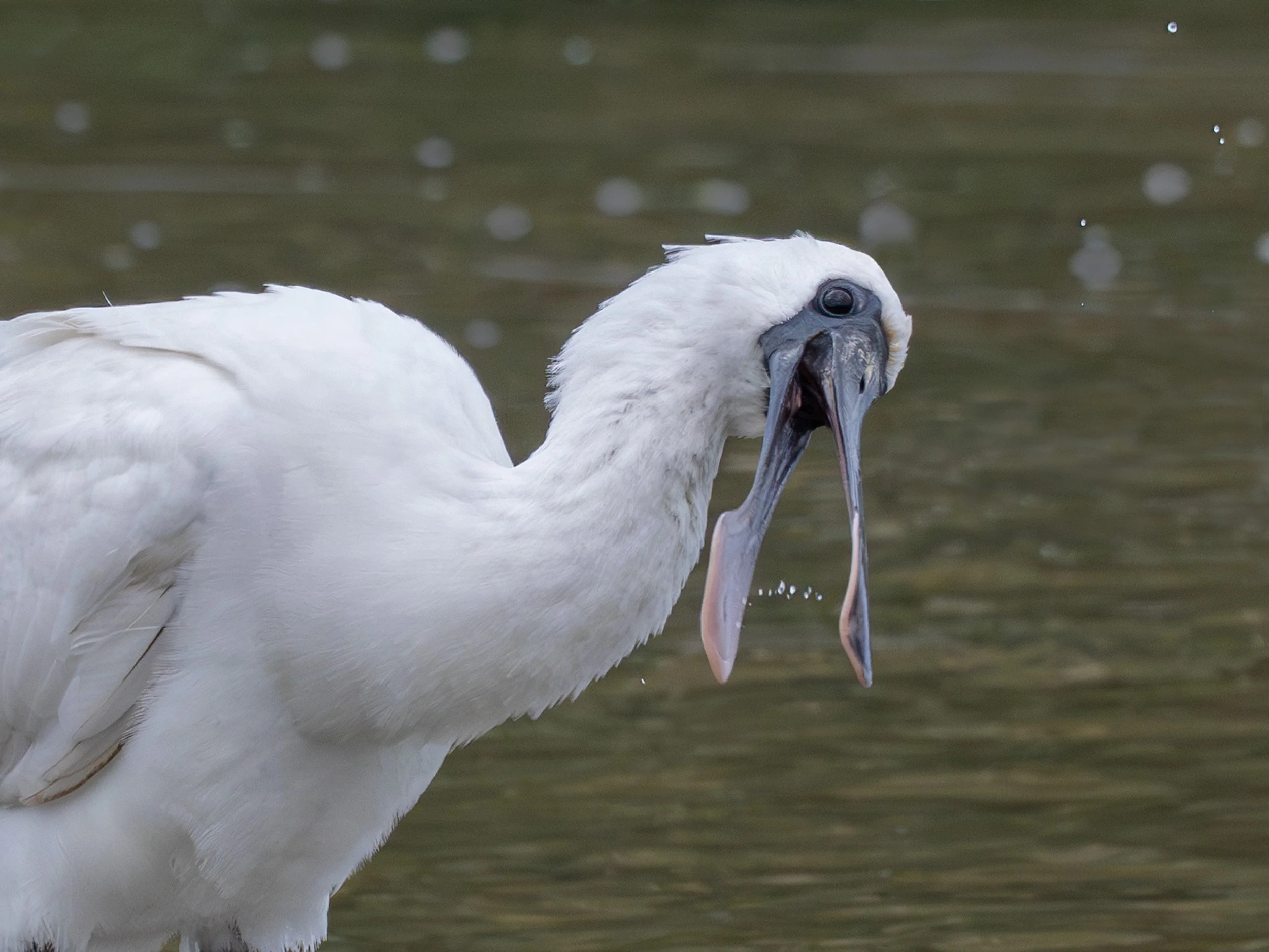 Kōtuku ngutupapa | Royal spoonbill