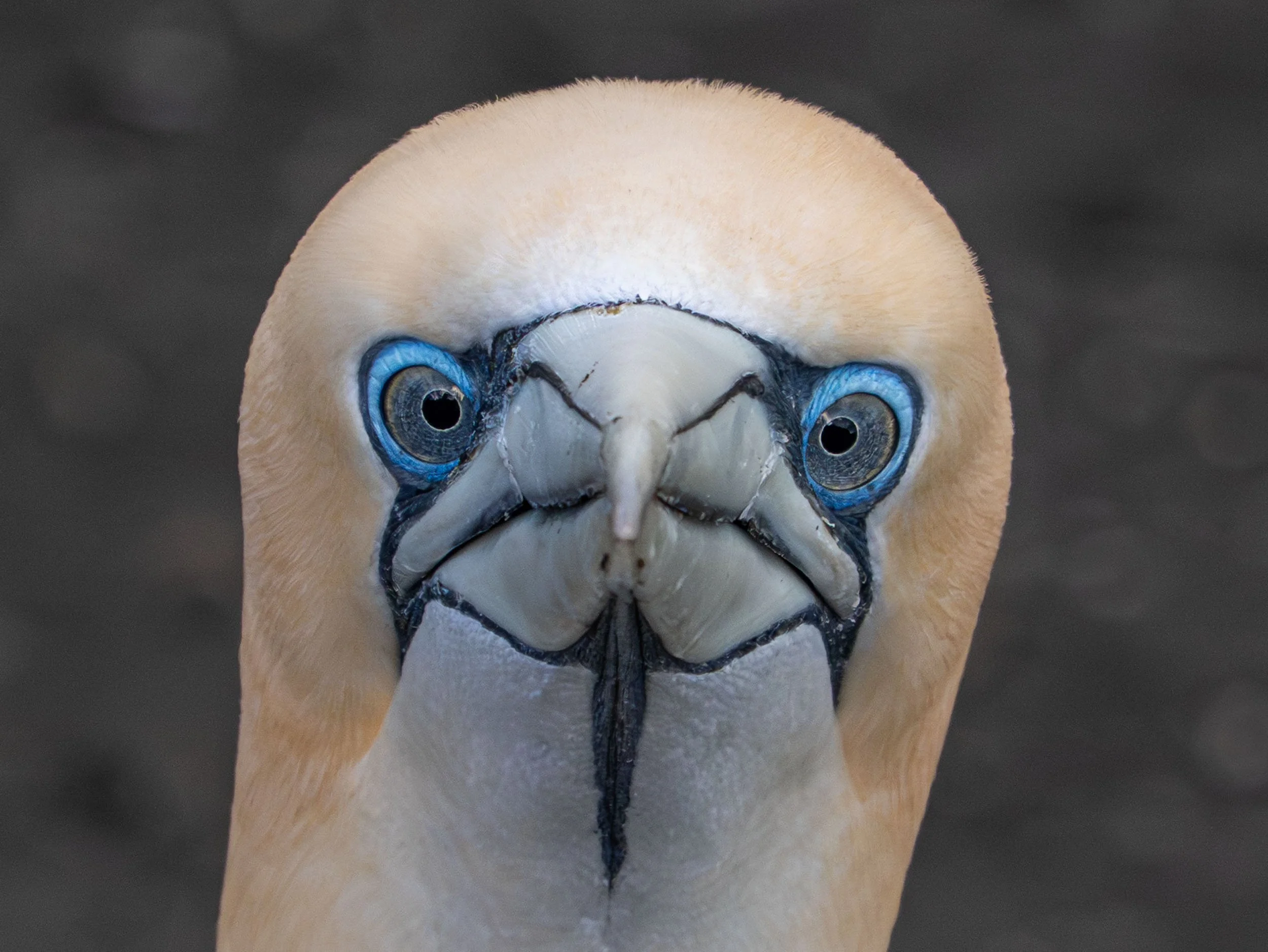 Tākapu | Australasian gannet