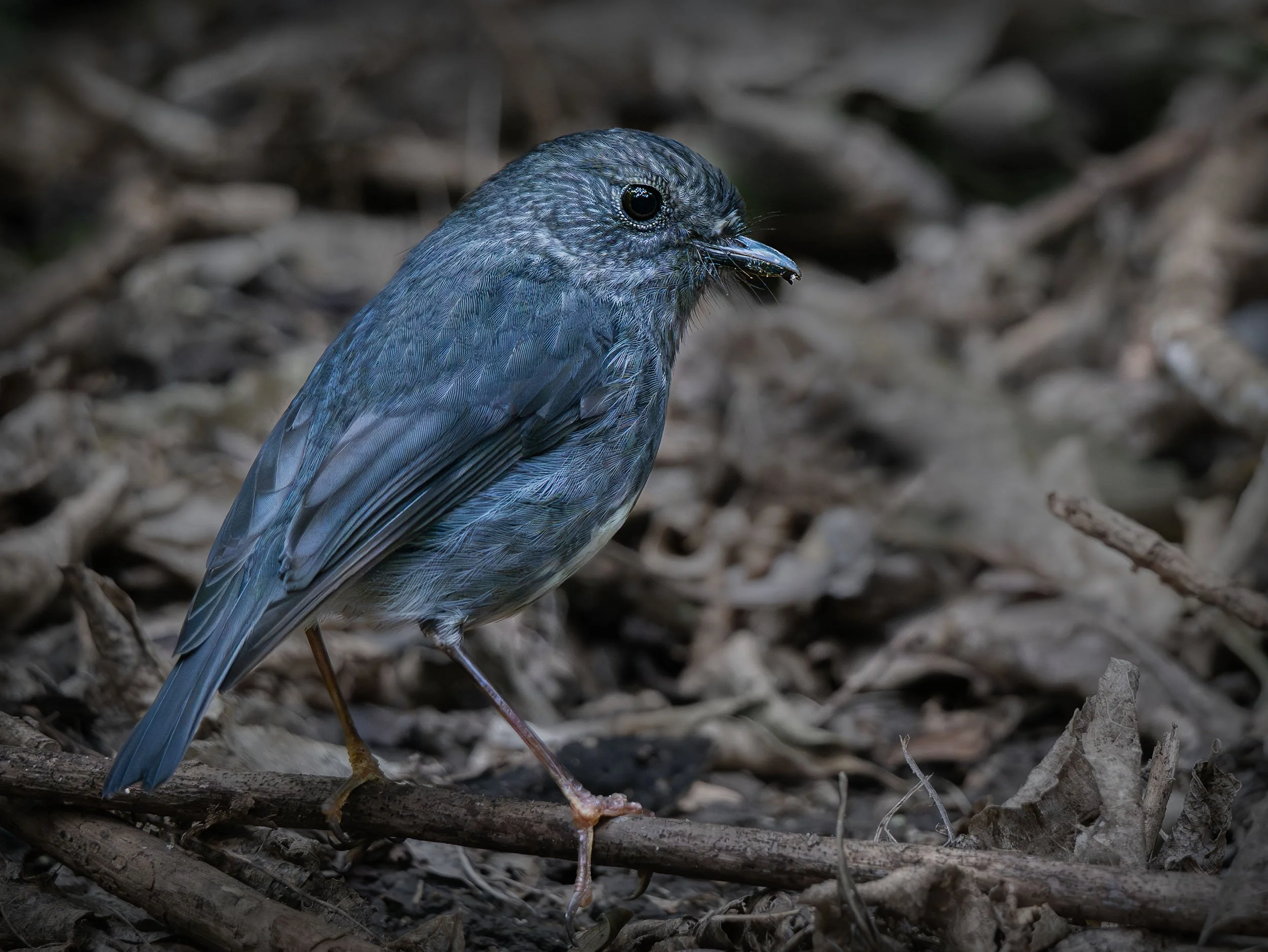 Toutouwai | North Island robin