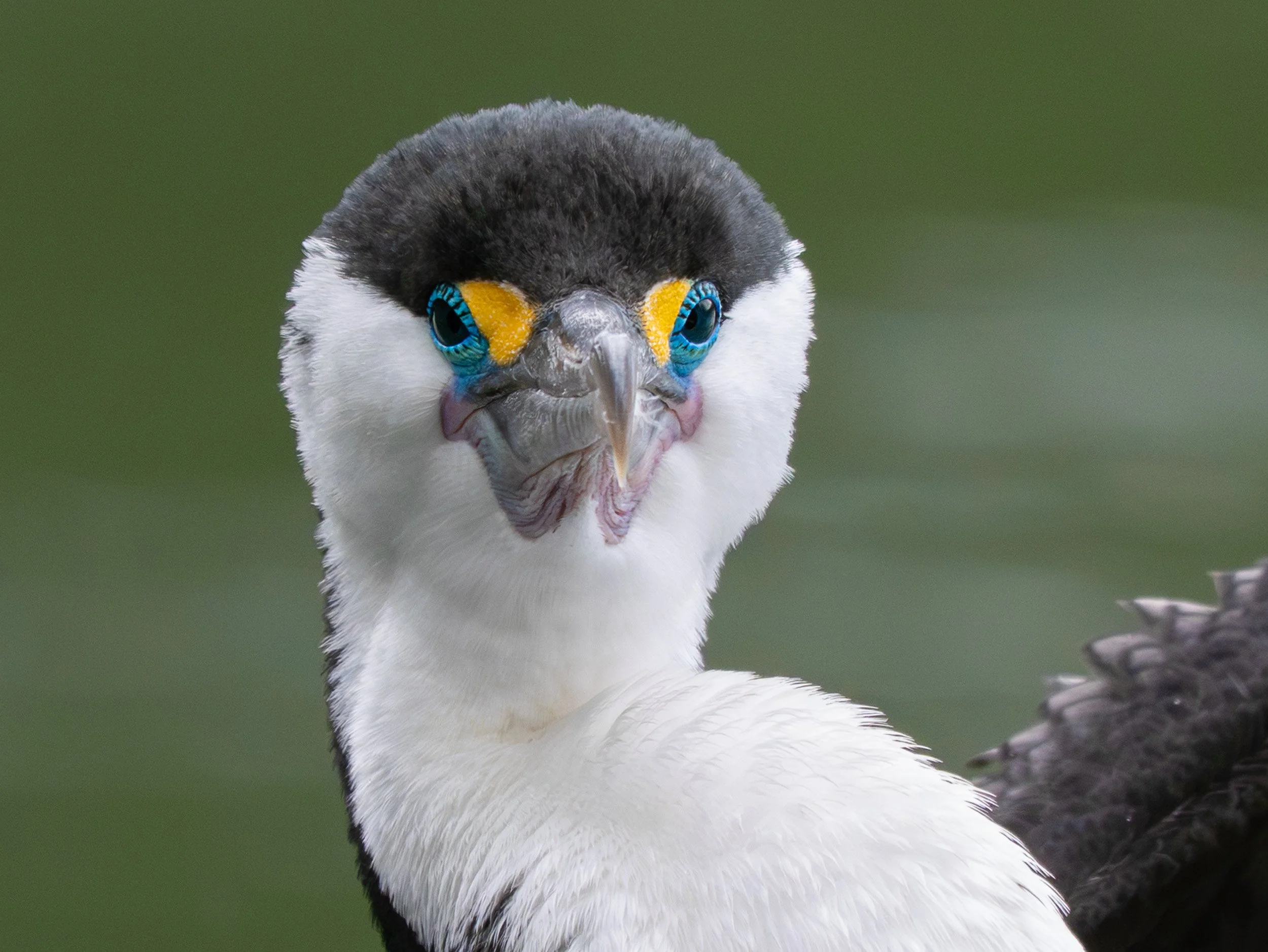 Kāruhiruhi | Pied shag