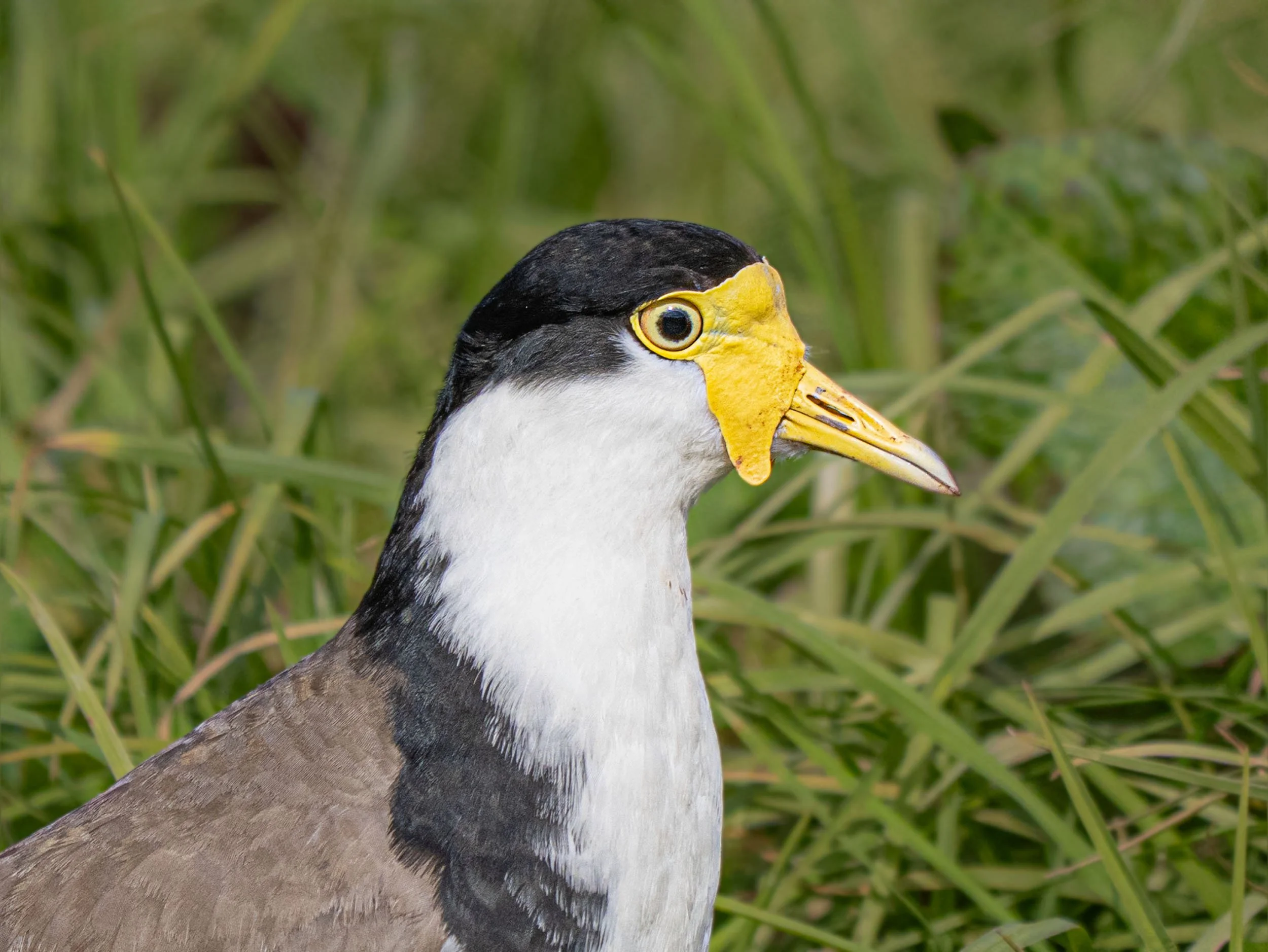 Spur-winged plover | Masked lapwing