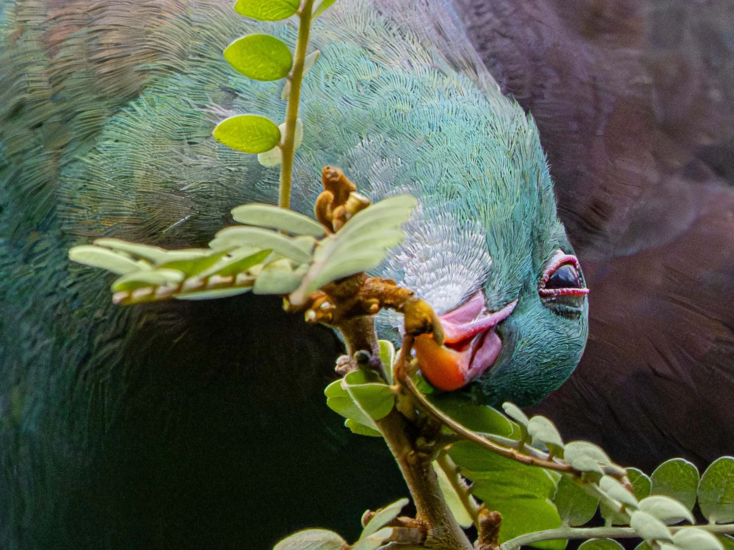 Kererū | New Zealand pigeon