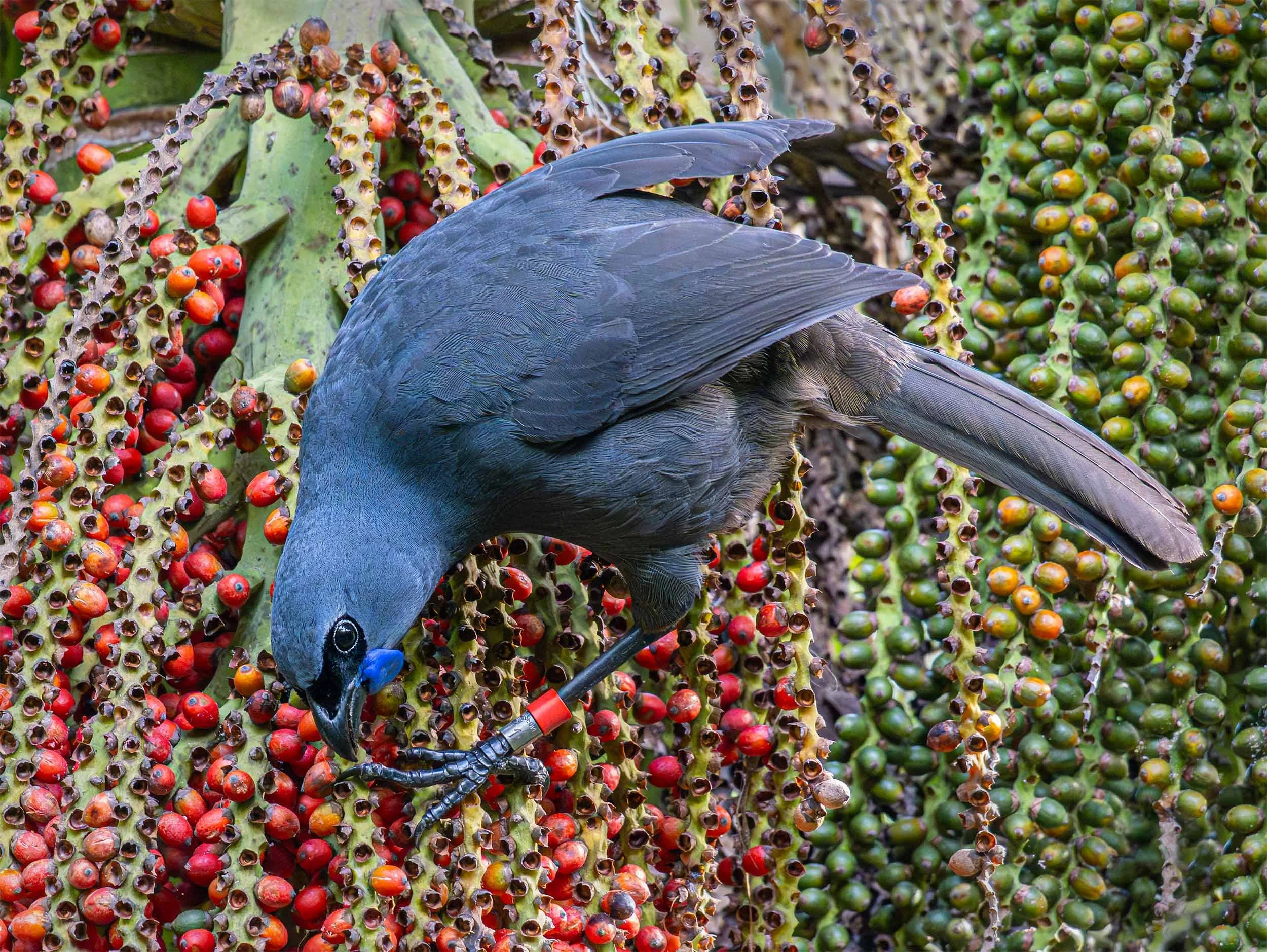 Kōkako | North Island kokako