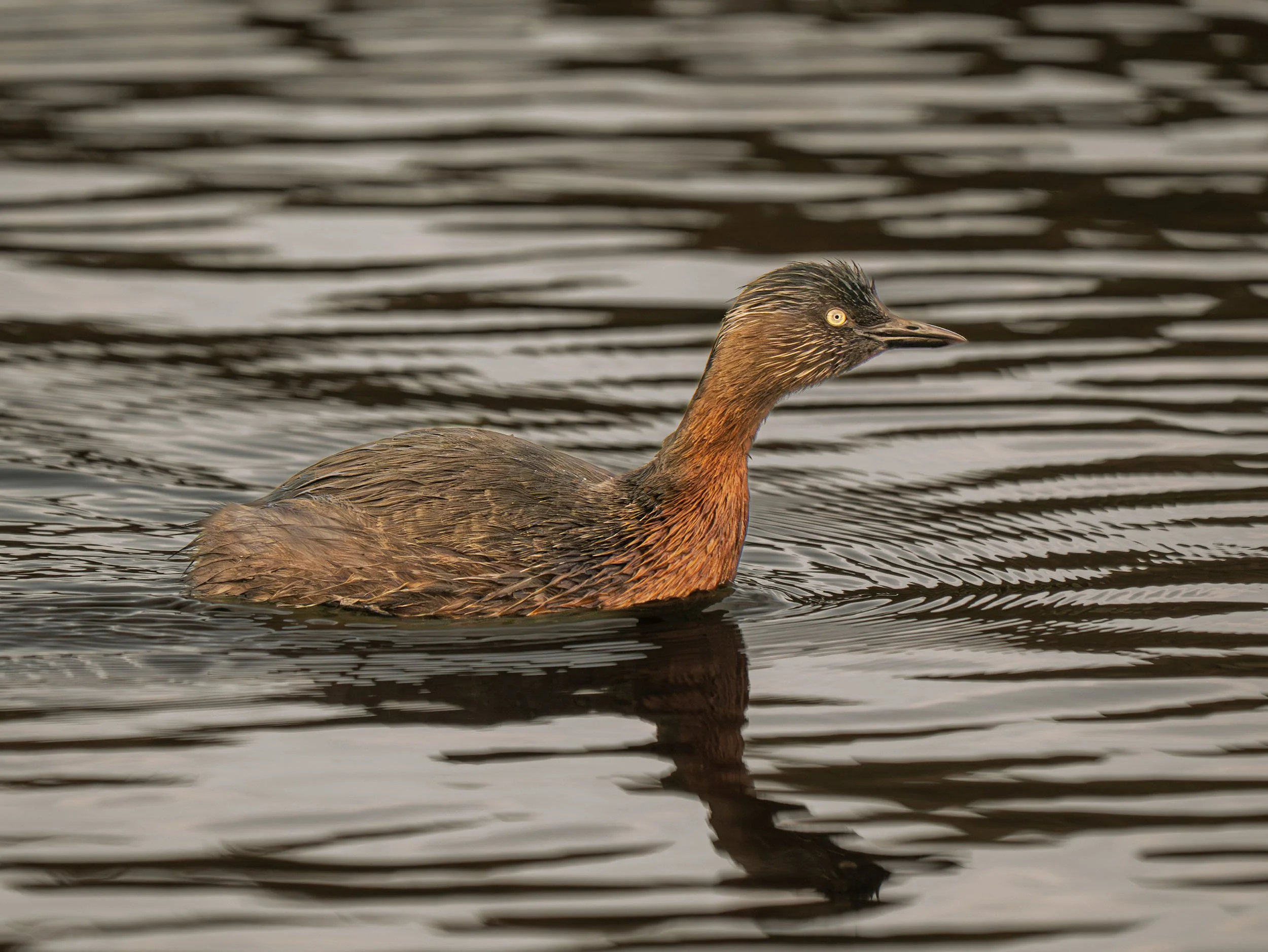 Weweia | New Zealand dabchick