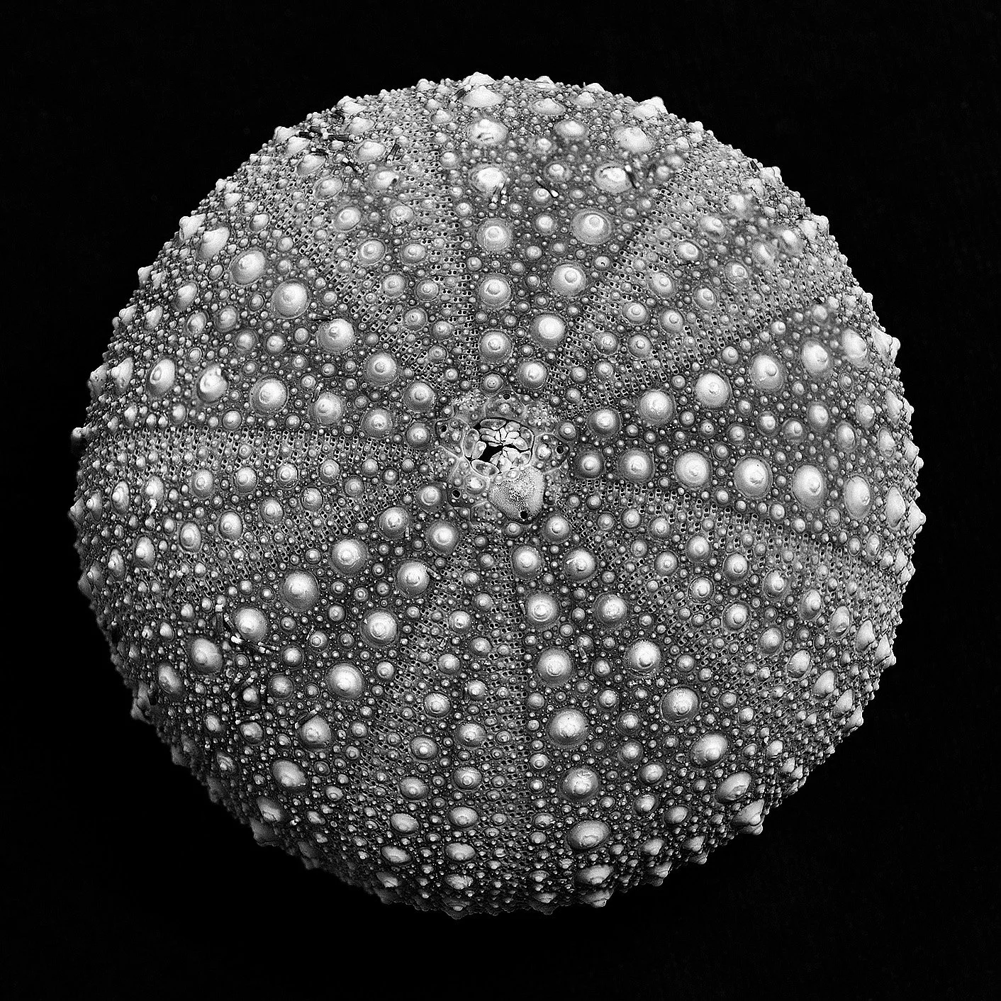 Kina, jewel of the sea