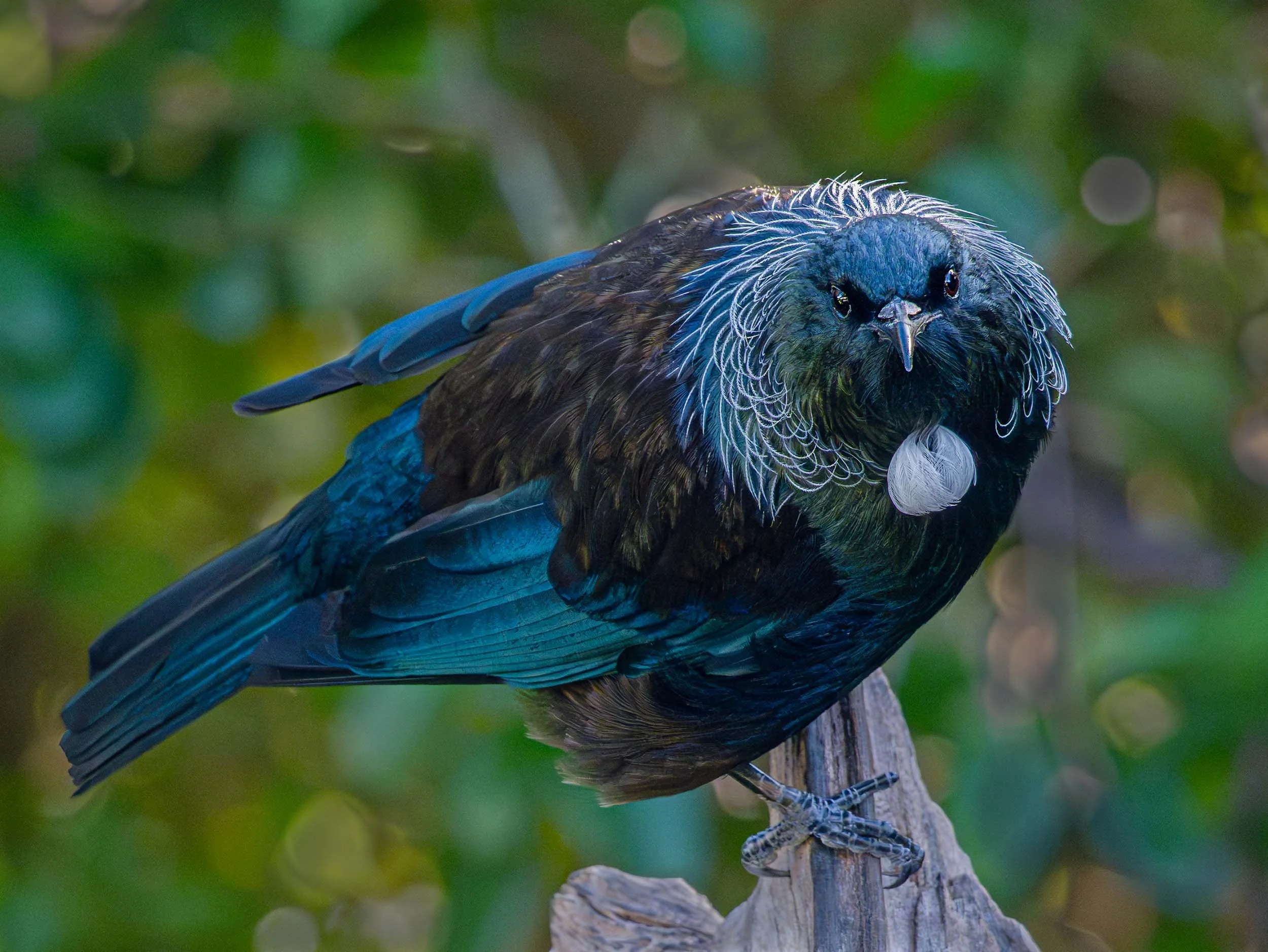 Tūī | Tui