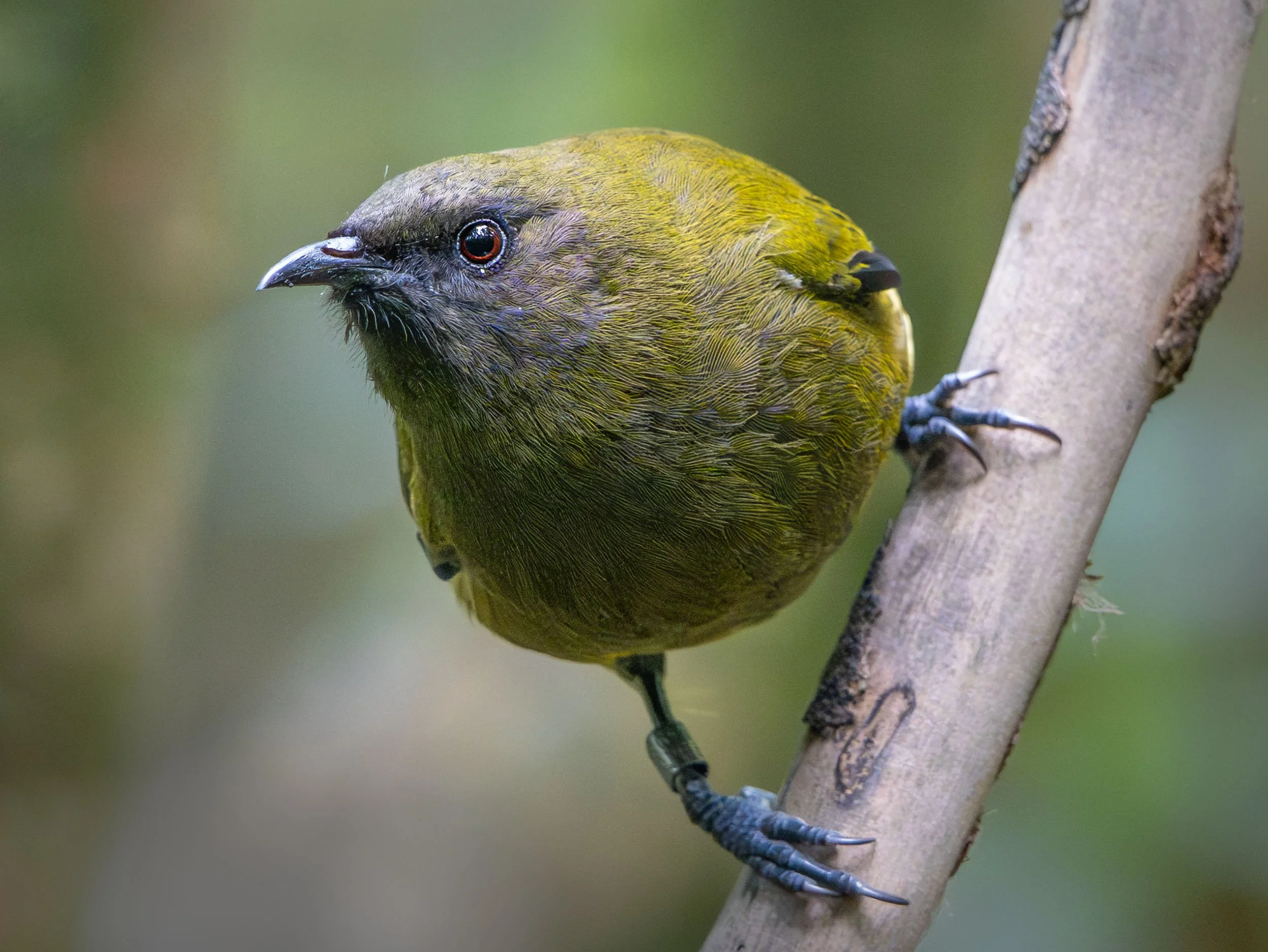 Korimako | Bellbird (male)