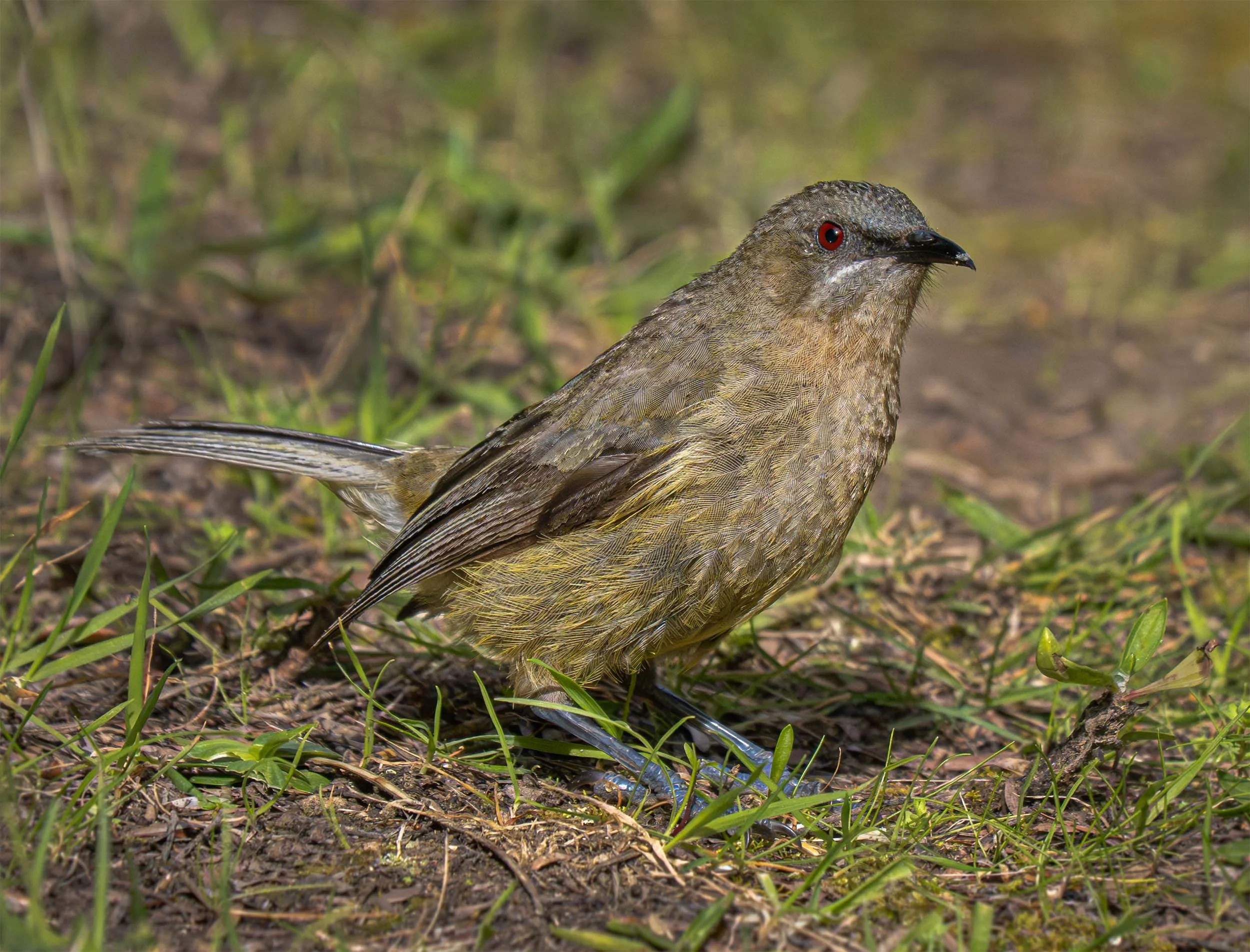 Korimako | Bellbird (female)