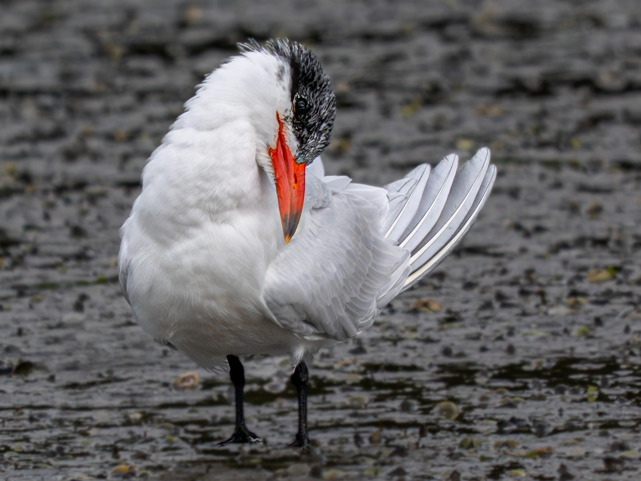Taranui | Caspian tern