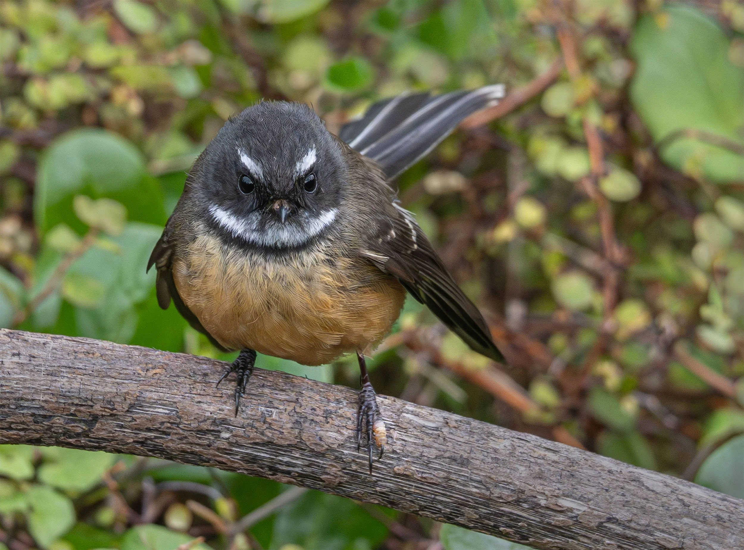 Pīwakawaka | New Zealand fantail