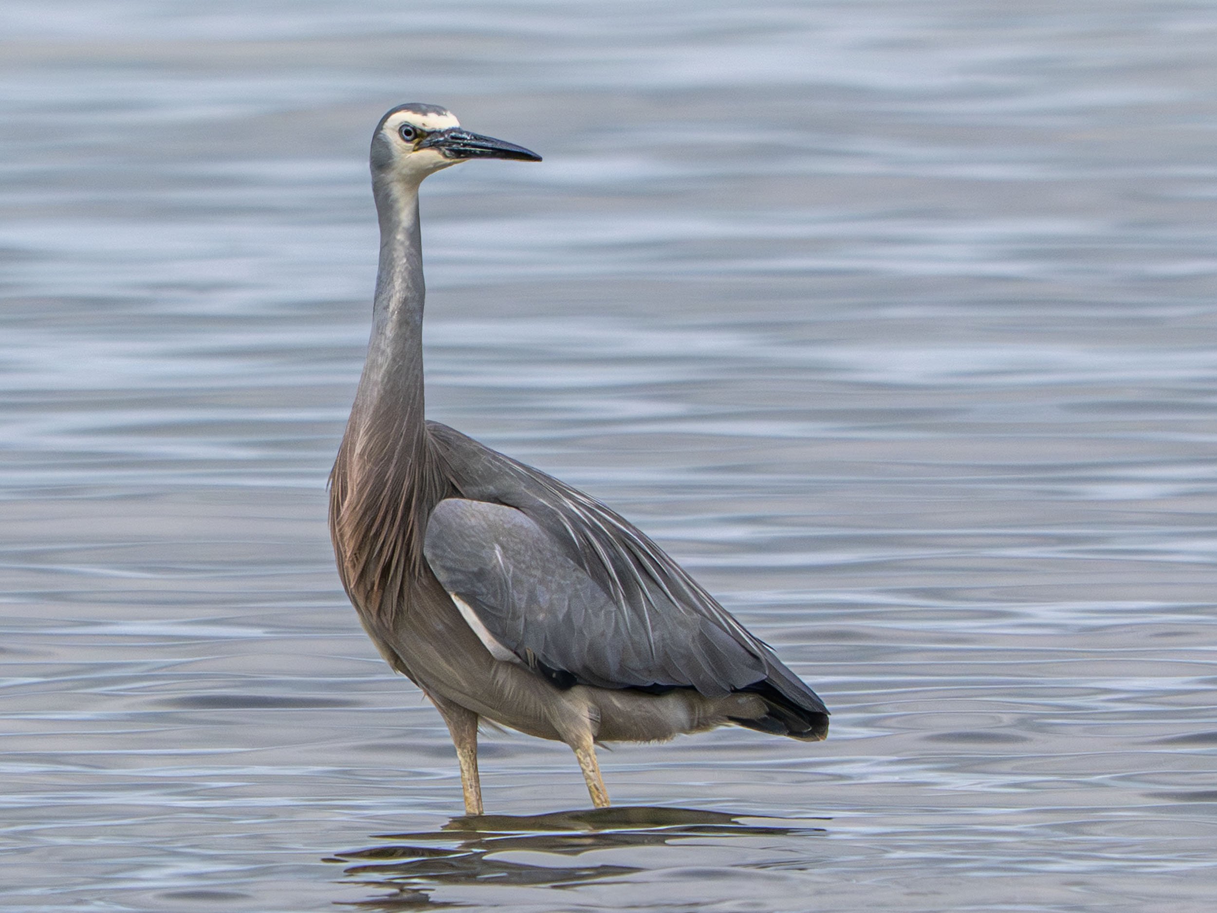 Matuku moana | White-faced heron