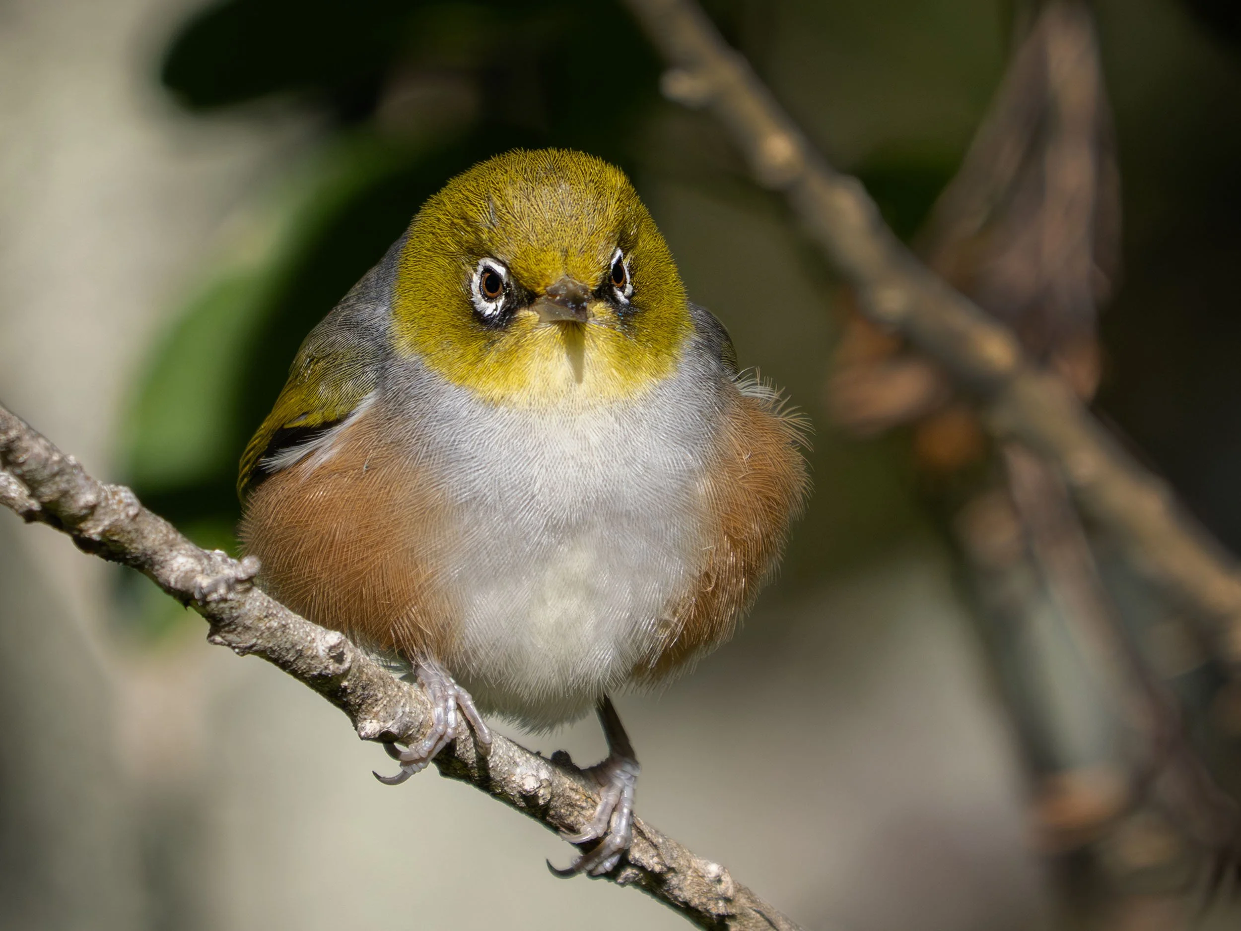 Tauhou | Silvereye