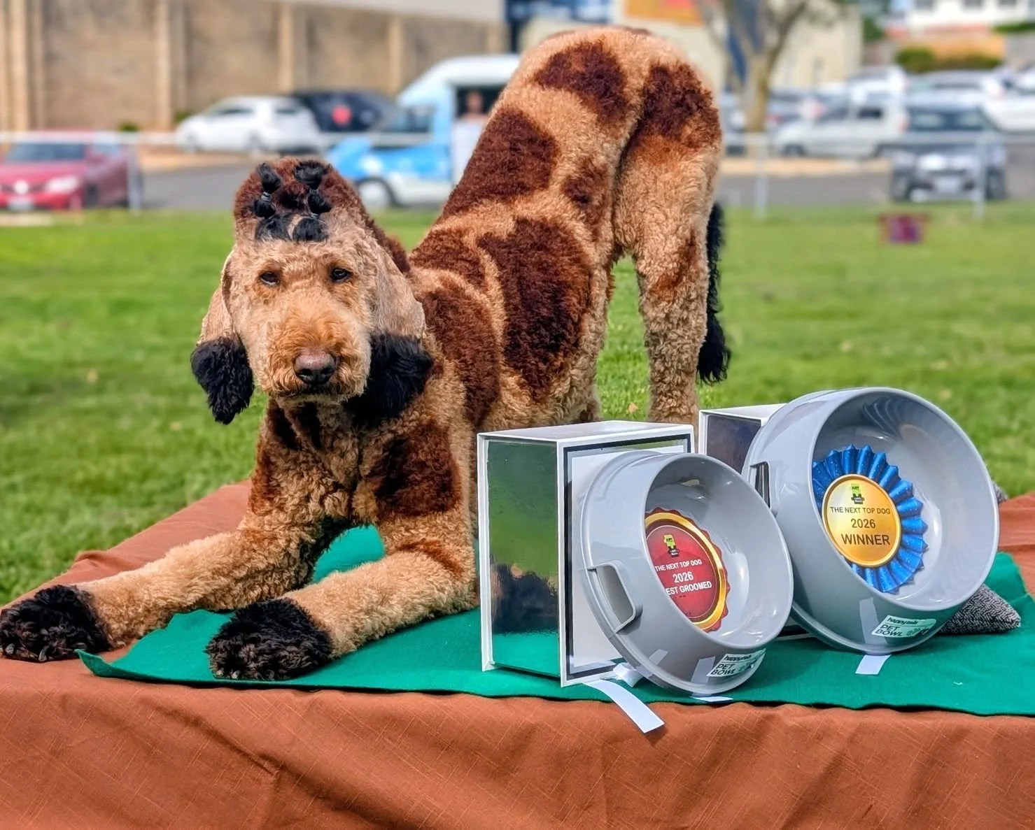 And the winner of the Next Top Dog is…