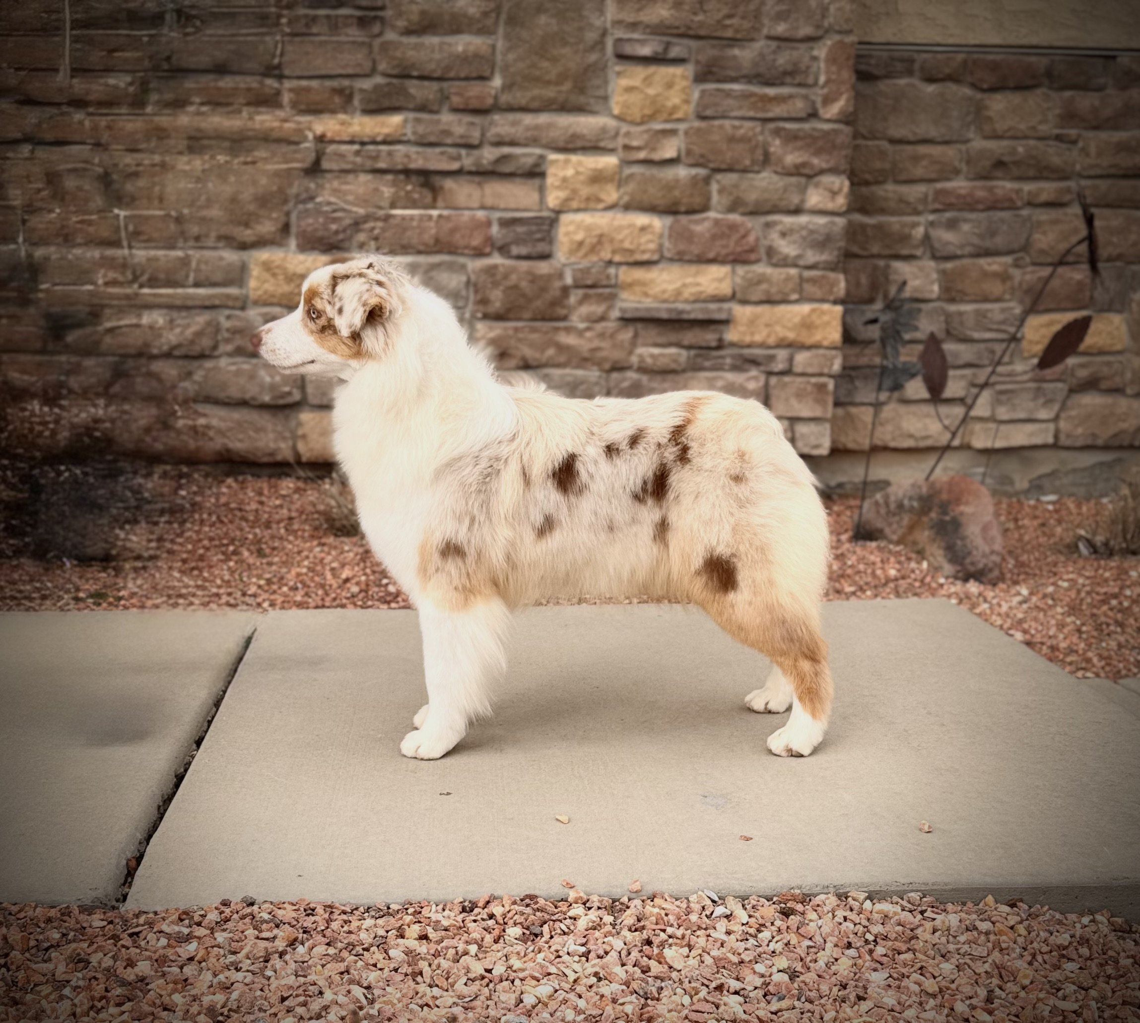 A red merle Australian Shepherd puppy with a merle coat pattern standing on a concrete pad outdoors, with a stone wall and some small plants in the background.
