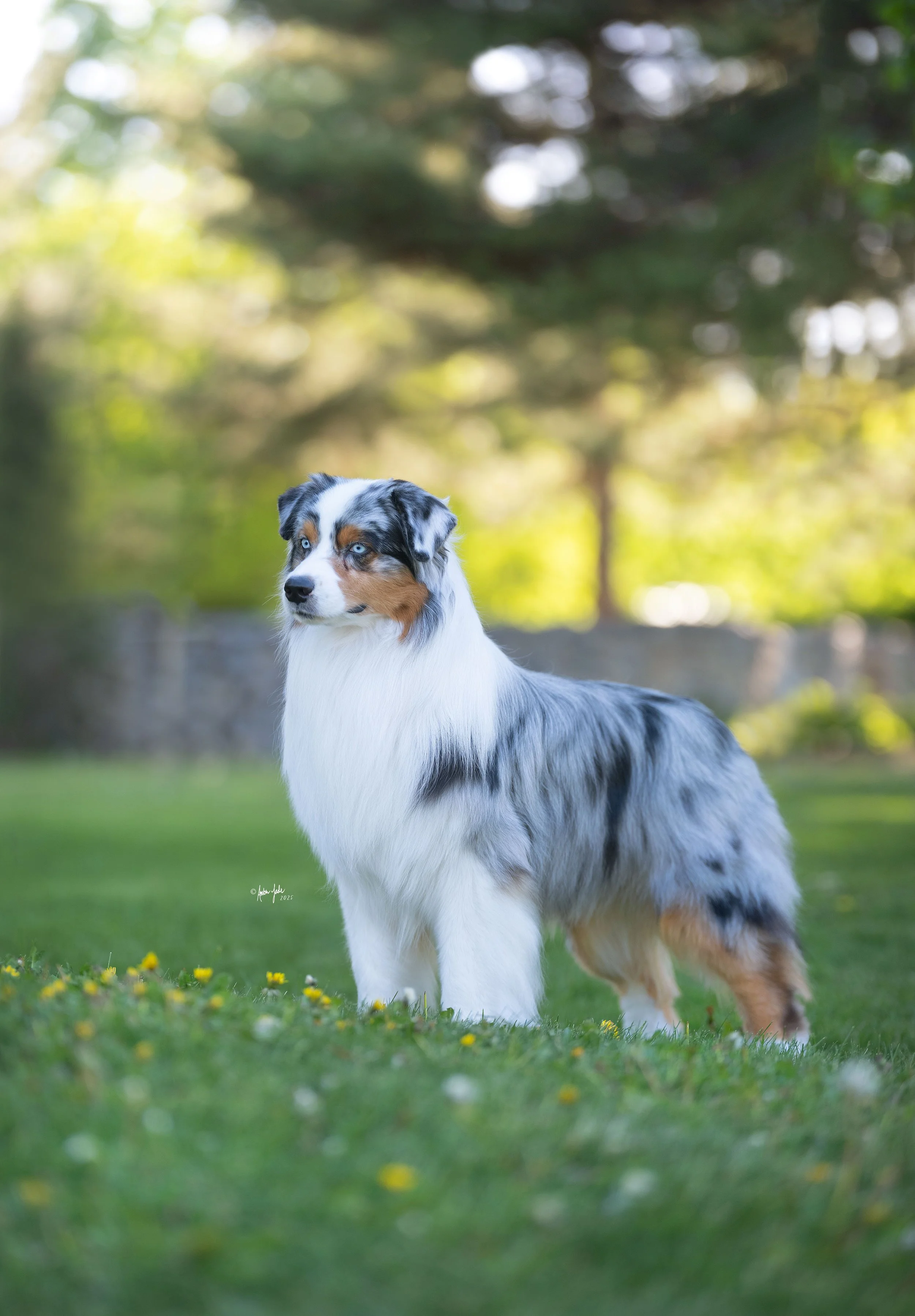 A blue merle Australian Shepherd dog standing on grass in the International Peace Gardens with yellow flowers, with trees and sunlight in the background.