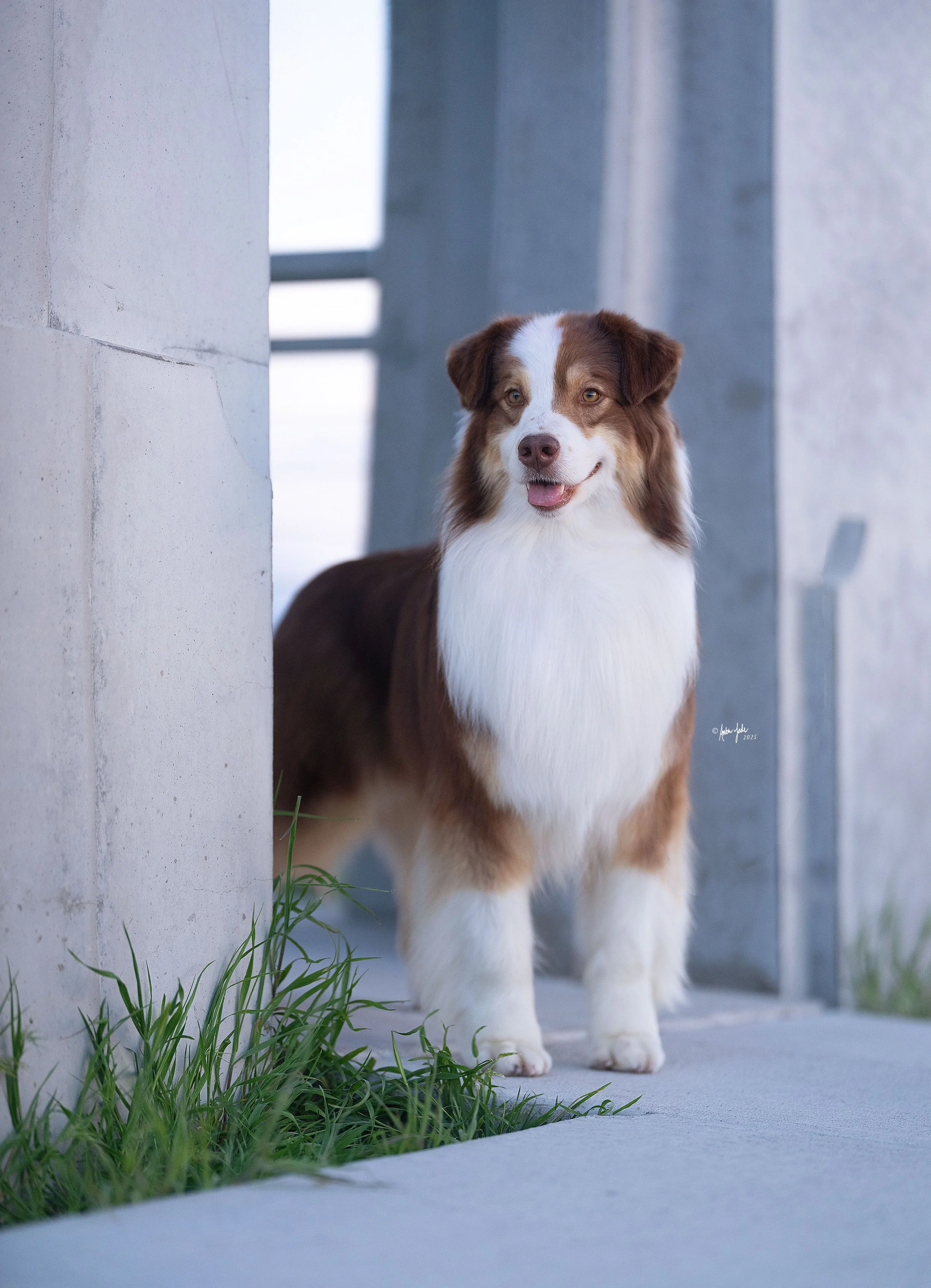 A red tri Australian Shepherd dog standing on a sidewalk in Daybreak Utah next to a concrete wall with grass at its base, looking toward the camera with a slight smile.