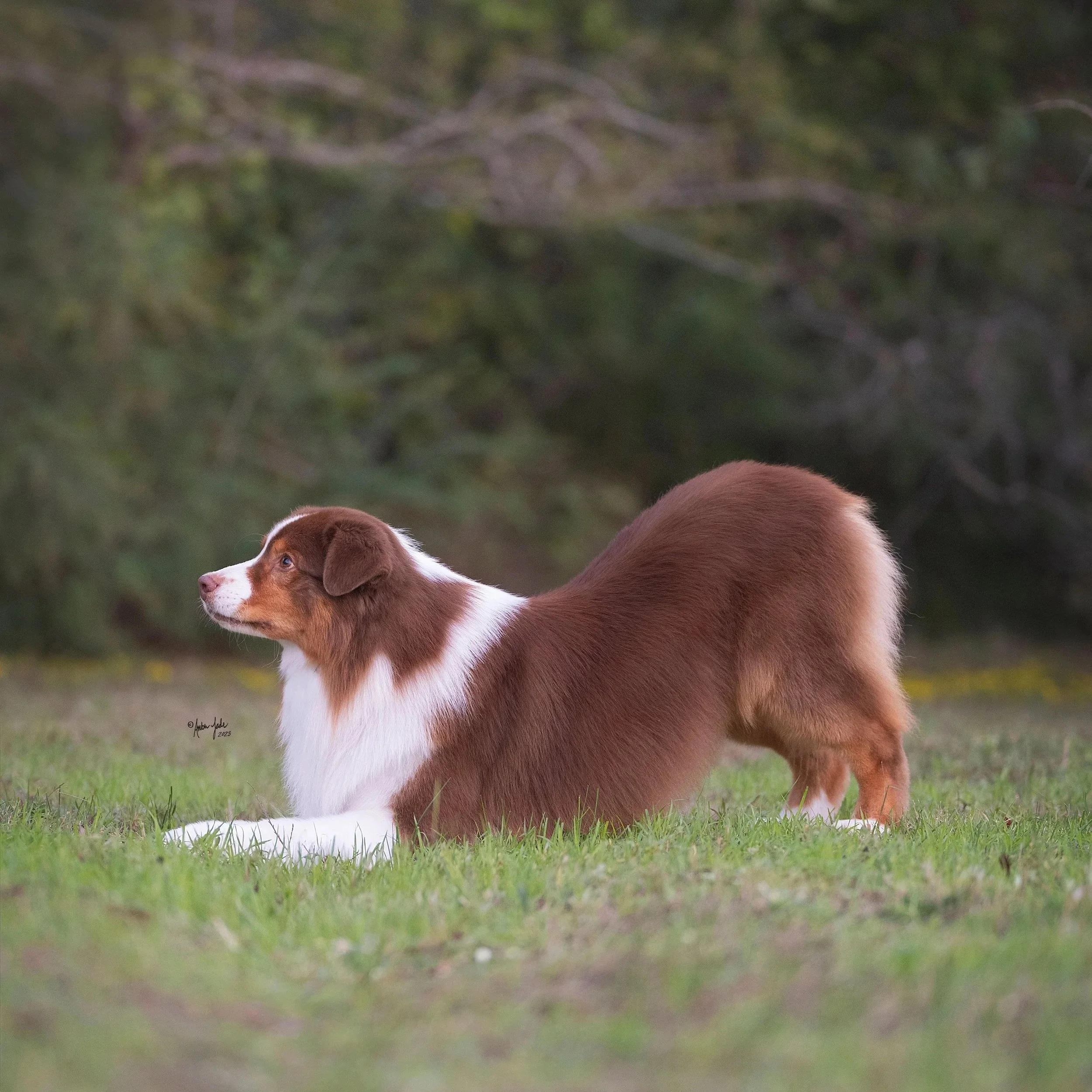 A red tri Australian Shepherd dog bowing on grass with evergreen trees in the background.