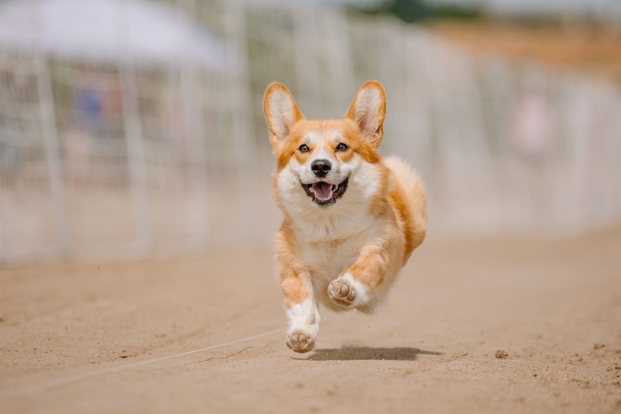 A happy red corgi running Fast Cat FCAT outdoors on a dirt track.