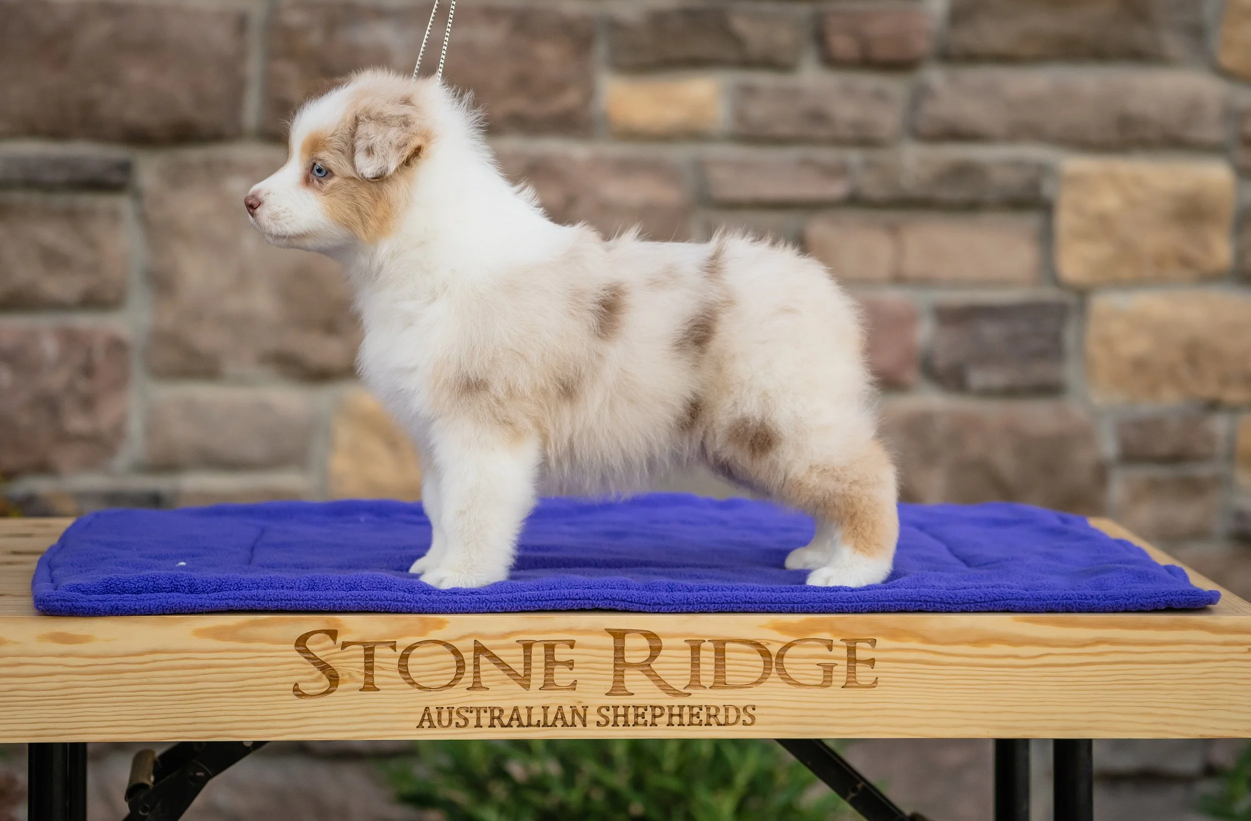 A red merle puppy standing on a blue mat on a wooden table with 'Stone Ridge Australian Shepherds' engraved on it, against a brick wall background.