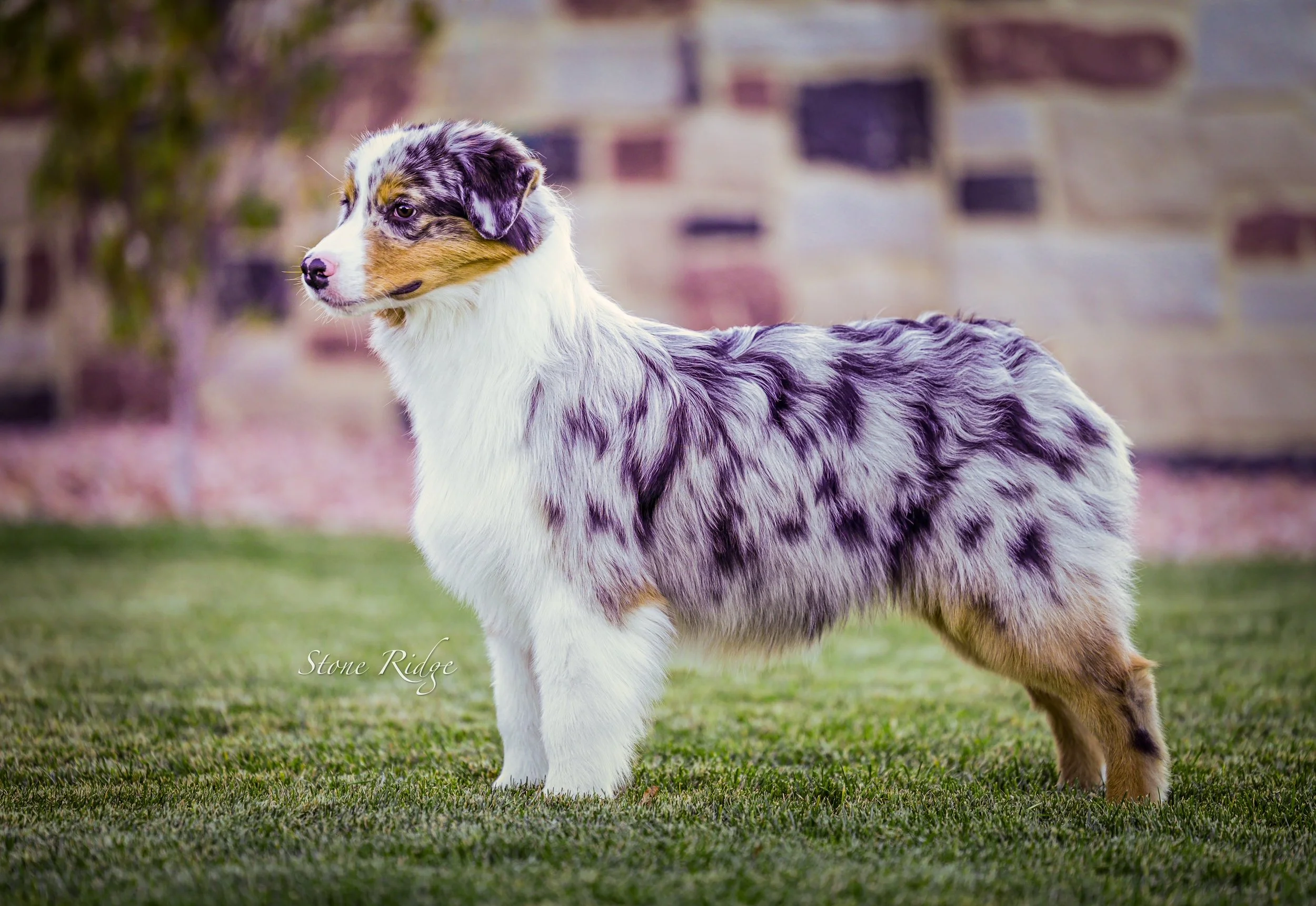 A blue merle Australian Shepherd puppy standing on grass with a brick wall in the background.