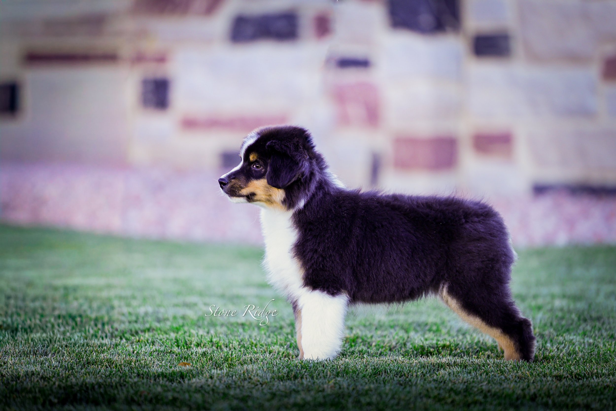 A young black tri Australian Shepherd puppy standing on grass with a blurred brick wall in the background.