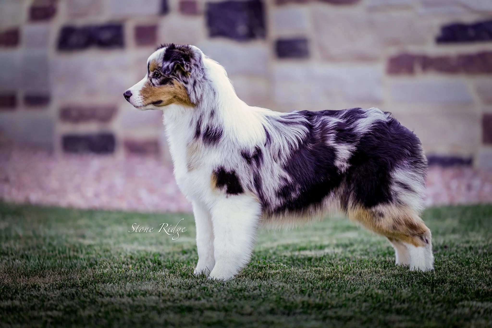 A gorgeous blue merle Australian Shepherd dog standing on green grass with a stone brick wall in the background.