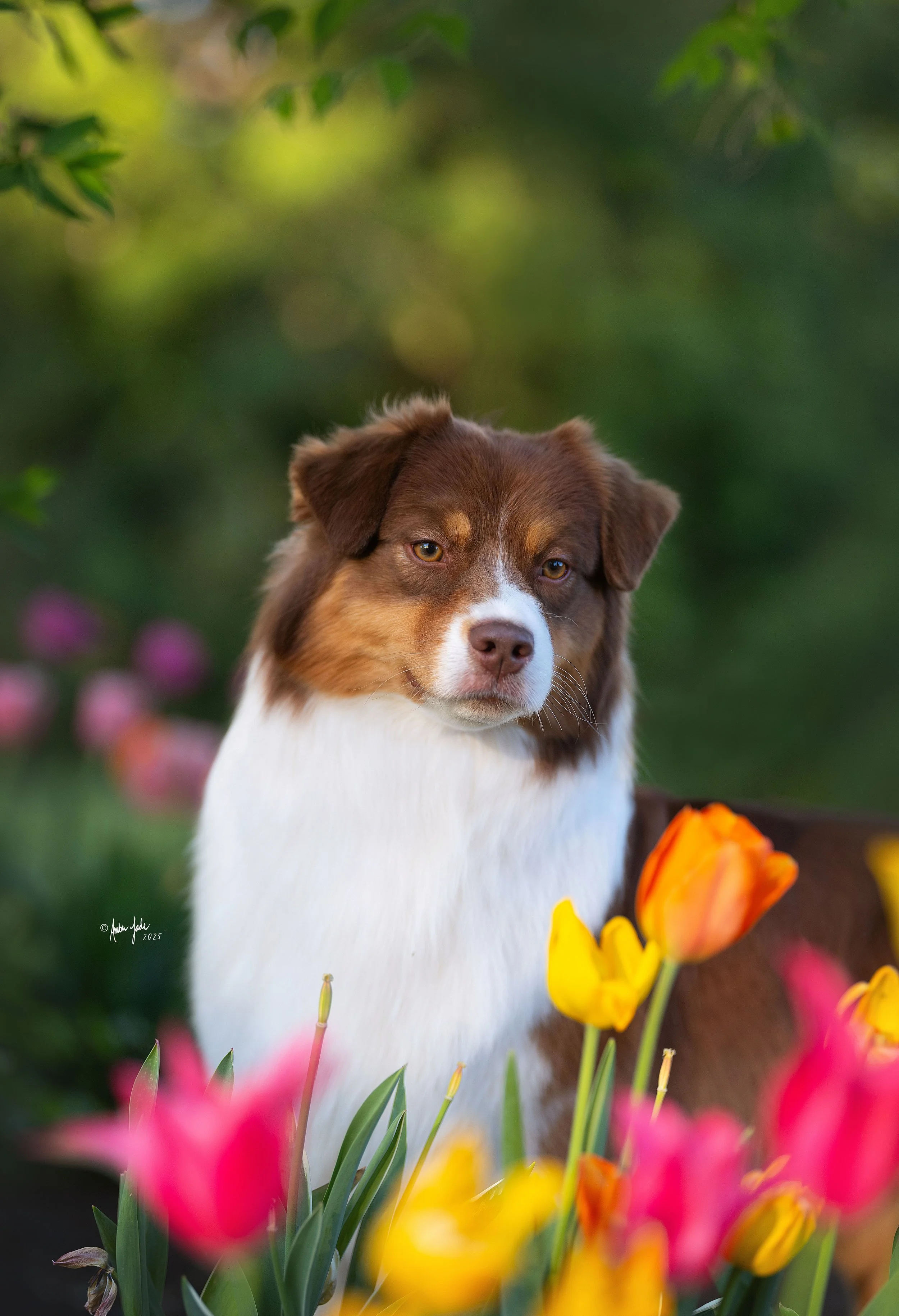 A red tri Australian Shepherd female dog sitting among colorful tulips in the International Peace Gardens with a green leafy background.