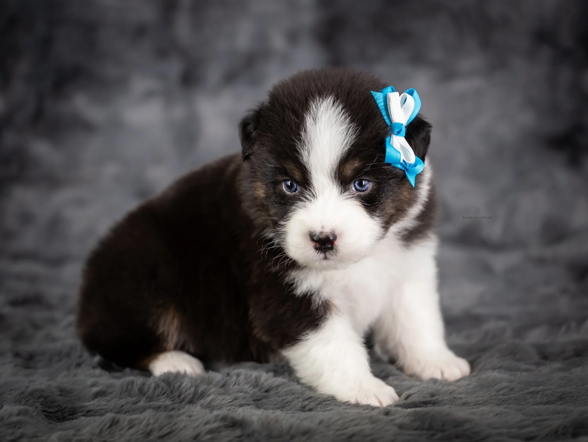 A cute black tri Australian Shepherd puppy sitting with a soft gray background with a blue and white bow on her head.