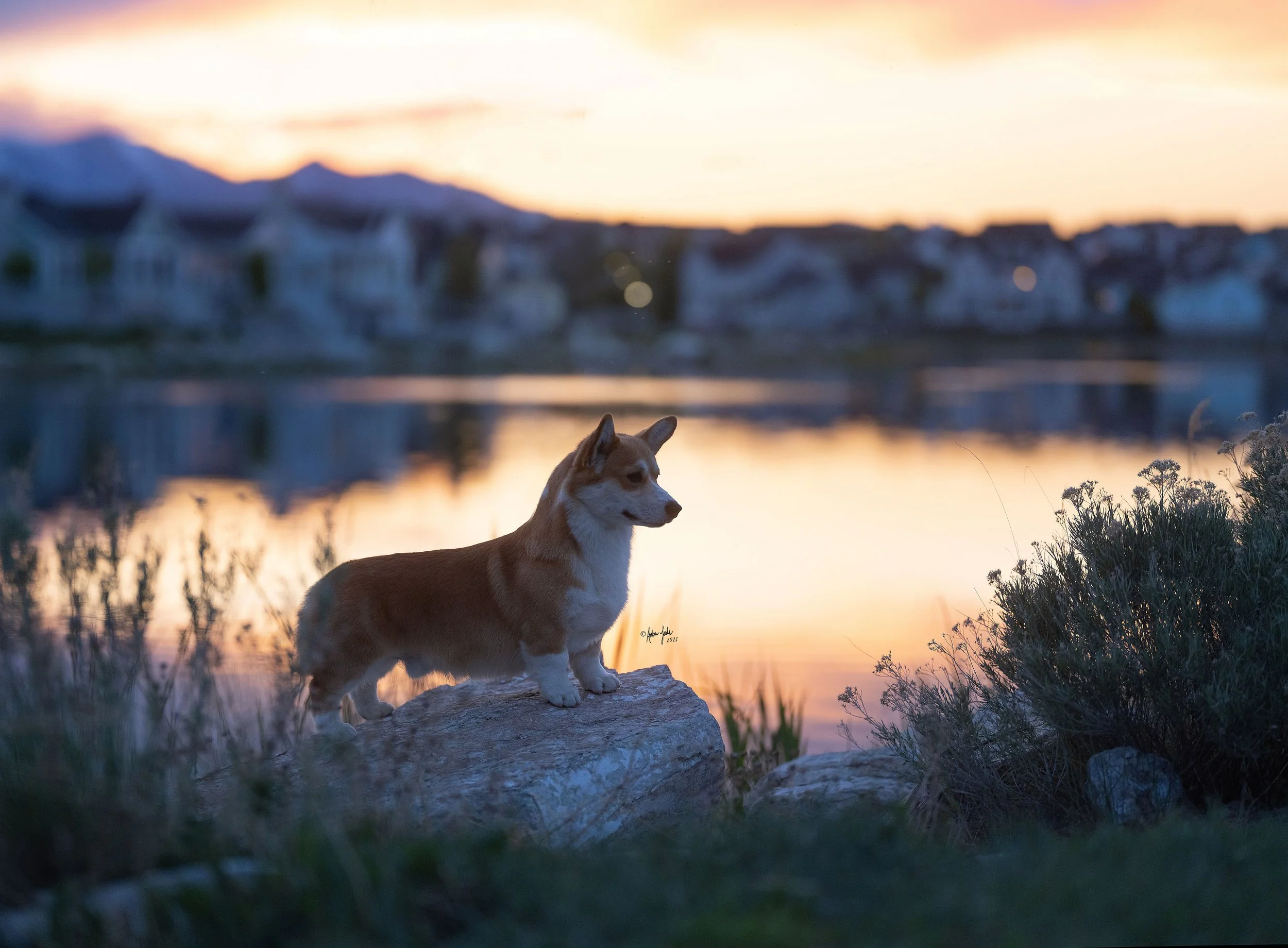 A red corgi, standing on a rock near Daybreak Lake on the water at sunset, with houses and mountains blurred in the background.