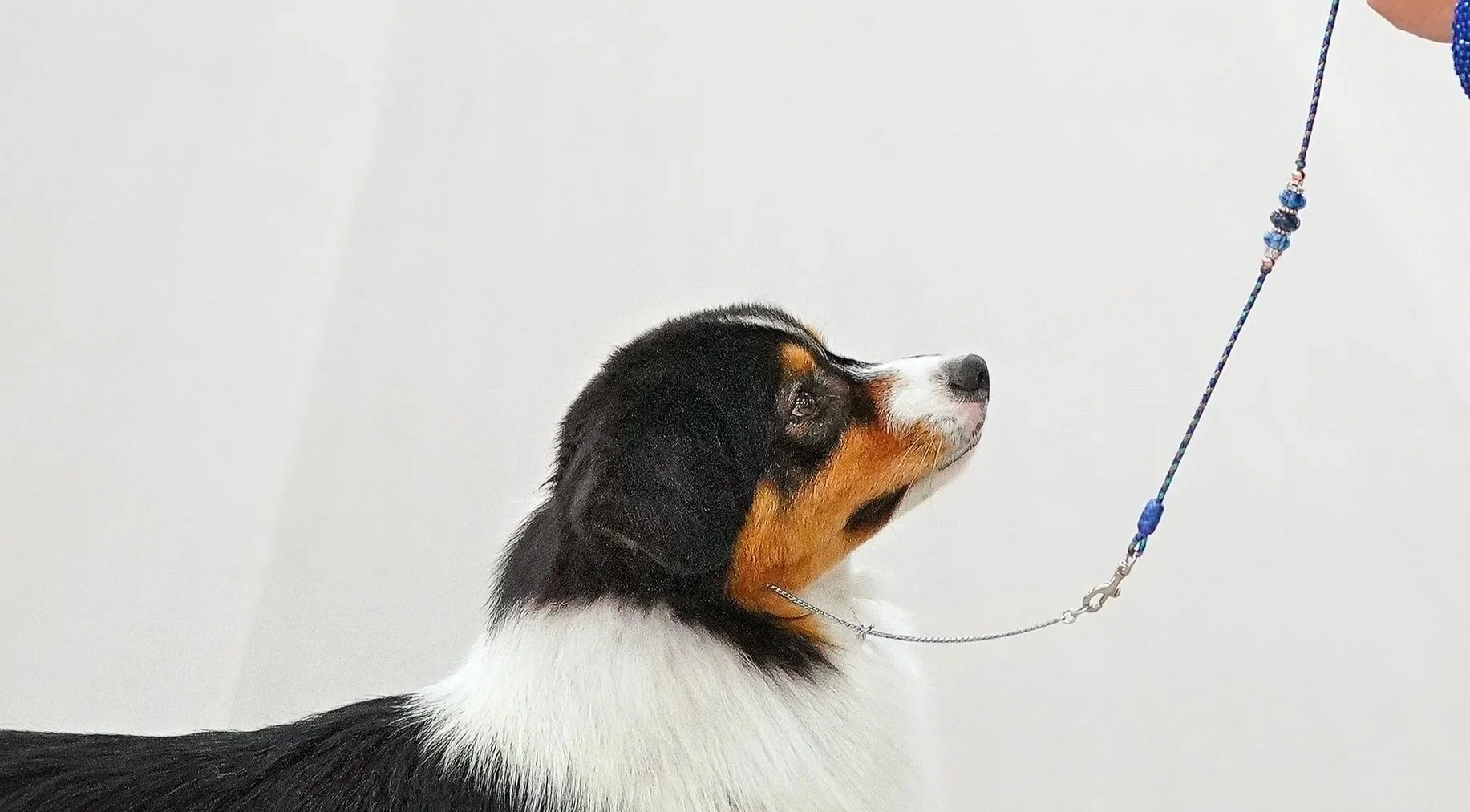 A black Australian Shepherd puppy looking up on a leash against a plain white background. Also known as Aussie or Aussies.