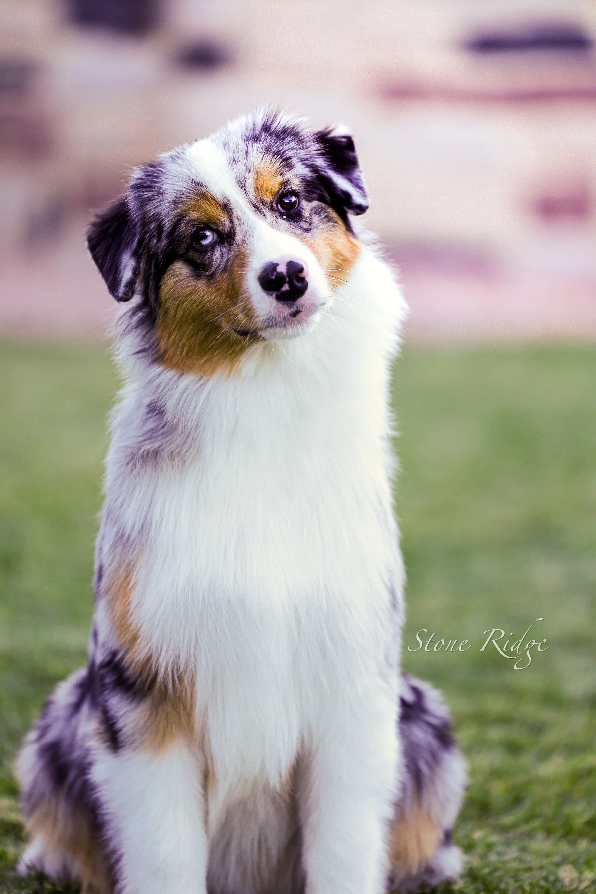 Blue Merle Australian Shepherd puppy with multicolored fur sitting on the grass and looking at the camera.