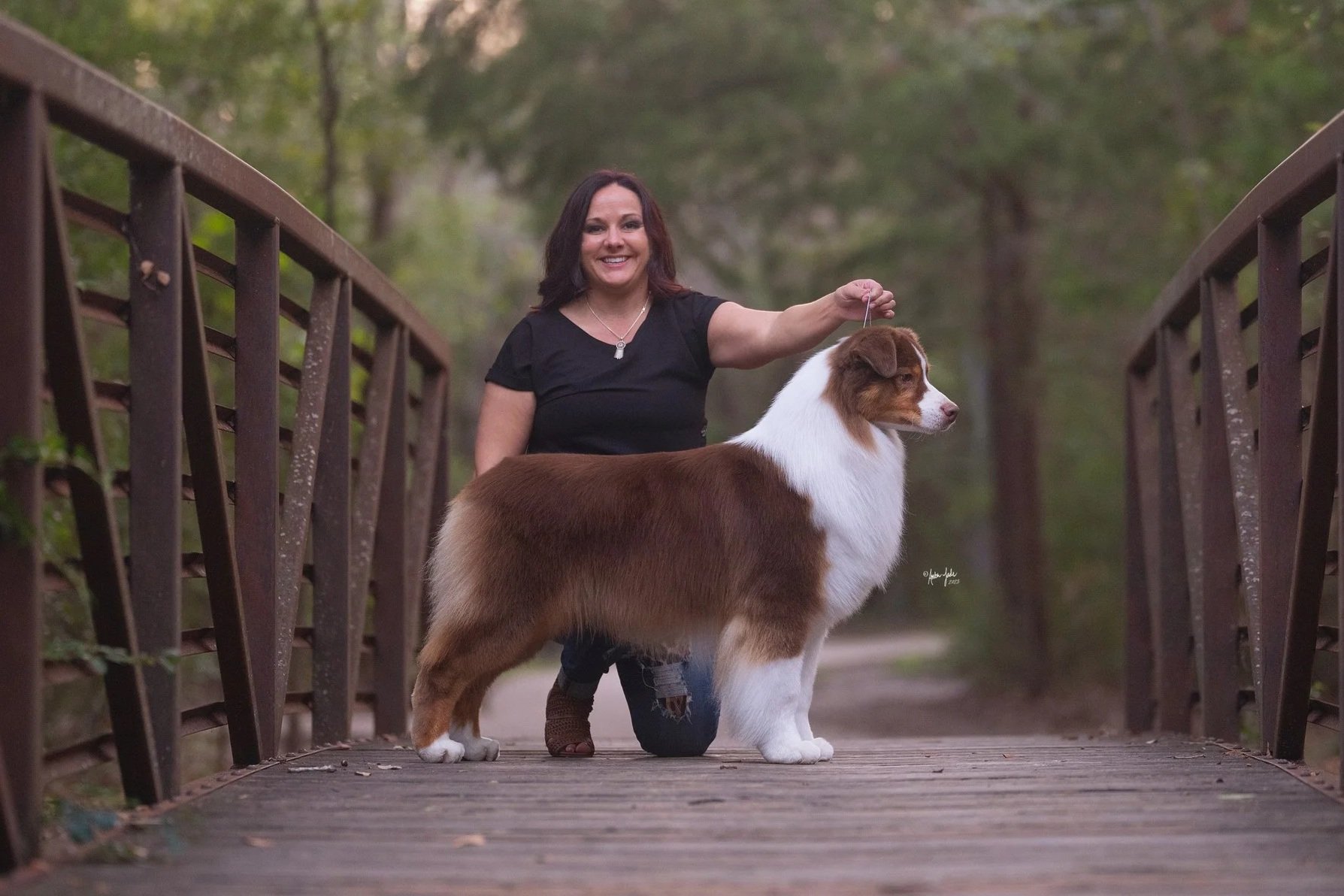 A woman kneeling on a wooden bridge surrounded by trees, holding a leash attached to a red tri Australian Shepherd dog with a brown and white coat.