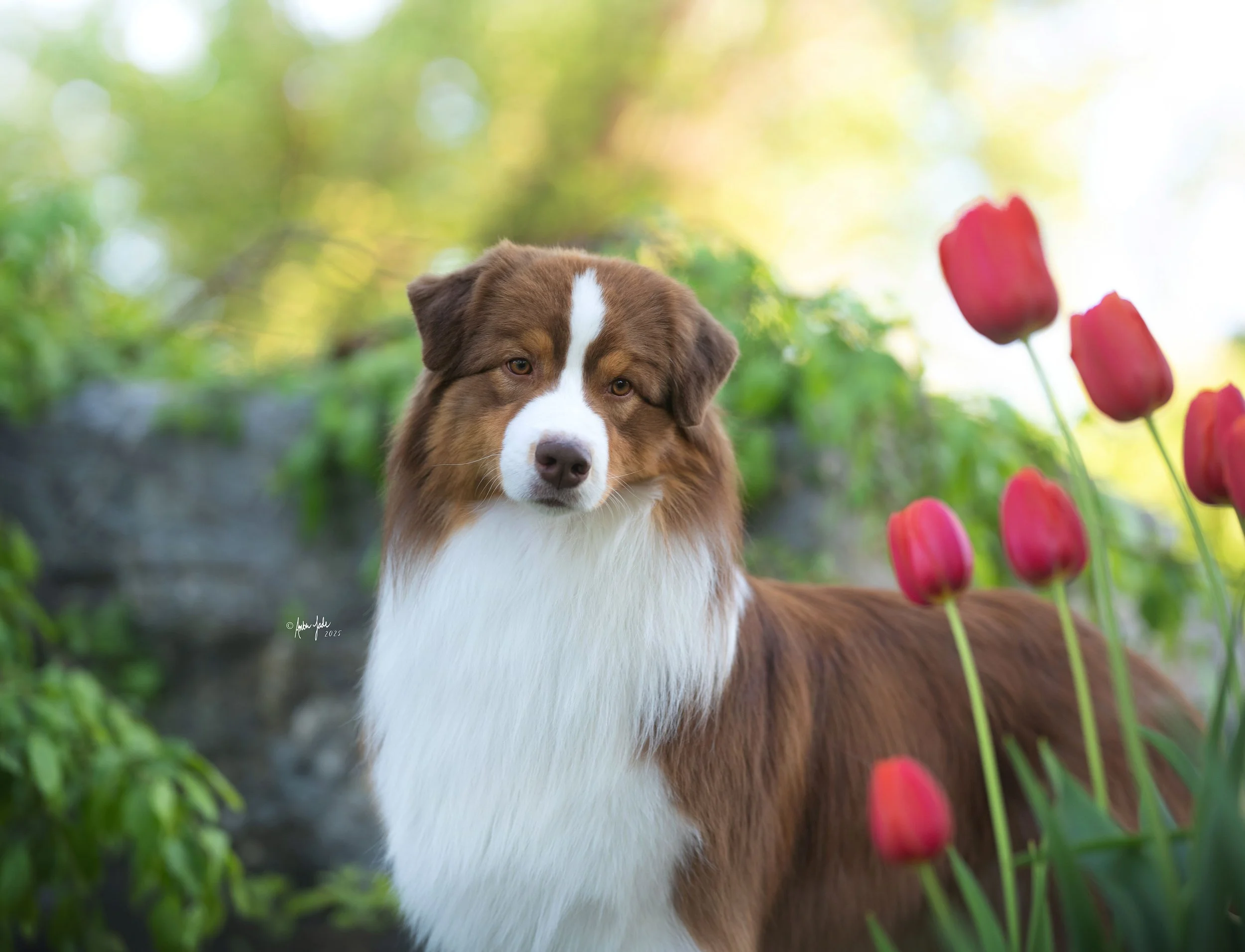 A red tri Australian Shepherd standing among red tulips and green foliage in a garden setting at International Peace Gardens in Utah.