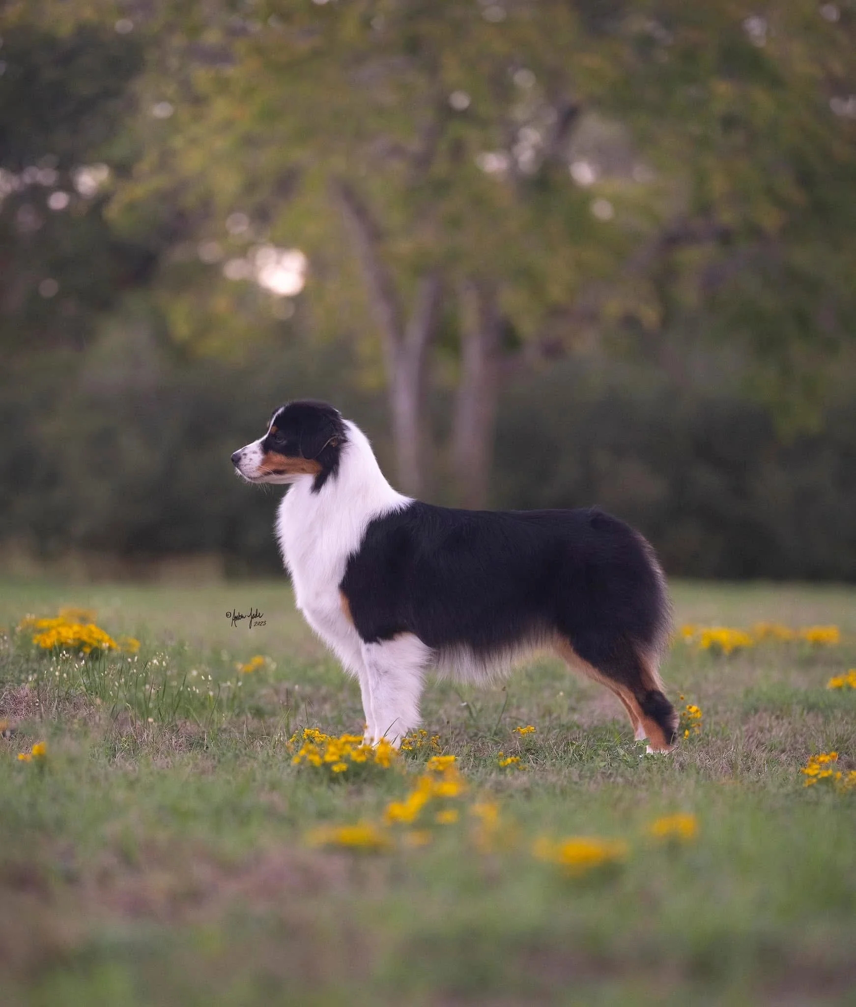 A black tri color Australian Shepherd dog standing in a grassy field with yellow flowers, trees in the background.